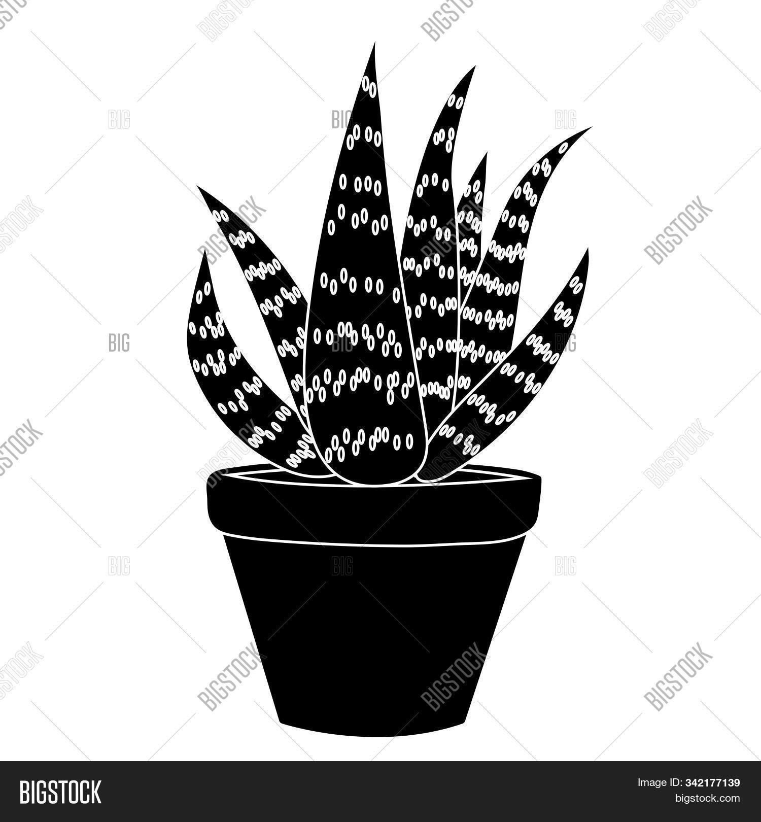 abstract,aloe,alternative,aromatherapy,art,beautiful,beauty,botanical,botany,care,closeup,concept,cure,dermatology,design,doodle,drawing,drawn,fresh,graphic,green,health,healthy,herb,herbal,icon,illustration,isolated,leaf,logo,lotion,medical,medicine,natural,nature,organic,plant,pure,simple,skin,succulent,symbol,treatment,vera,vitamin