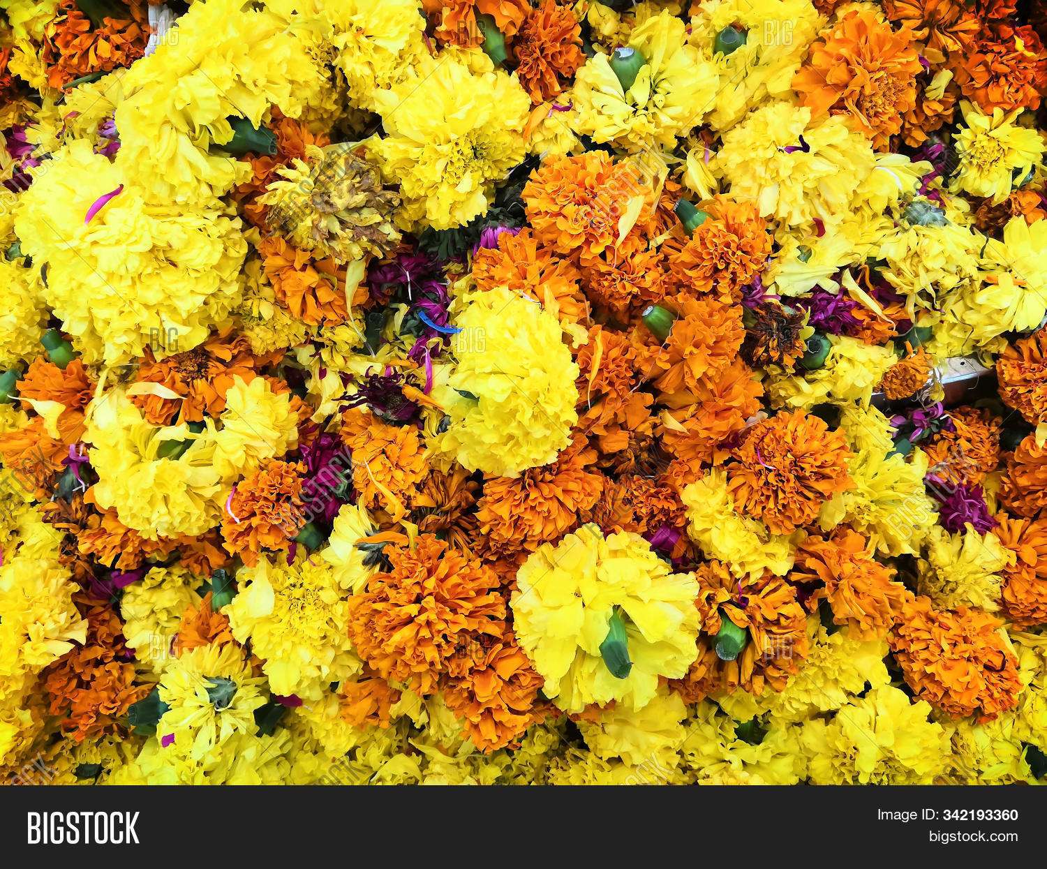 Asteraceae,Chrysanthemum,Gomphrena,Jamanthi,Kerala,agriculture,amaranth,background,beautiful,beauty,blossom,botanical,bouquet,chrysanths,closeup,colorful,colors,family,floral,flower,flowering,fresh,globe,globosa,gold,green,india,many,marigold,market,mums,natural,nature,onam,orange,outdoors,pattern,plant,poo,poovu,special,sunflower,texture,wishes,yellow