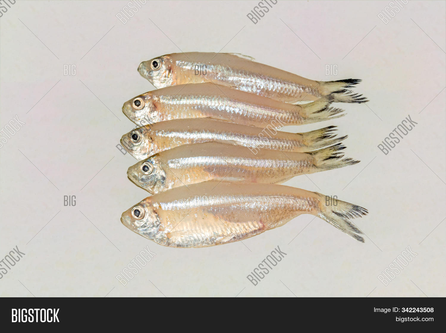 amblypharyngodon,anchovies,animal,background,carplet,colorful,cooking,delicious,detail,diet,eye,fin,fish,fishes,food,fresh,freshness,group,health,healthy,heap,indian,ingredient,isolated,macro,market,meal,mola,mourala,mourola,natural,nature,nutrition,protein,raw,river,sale,seafood,sell,silver,small,tail,testy,top,uncooked,view,white