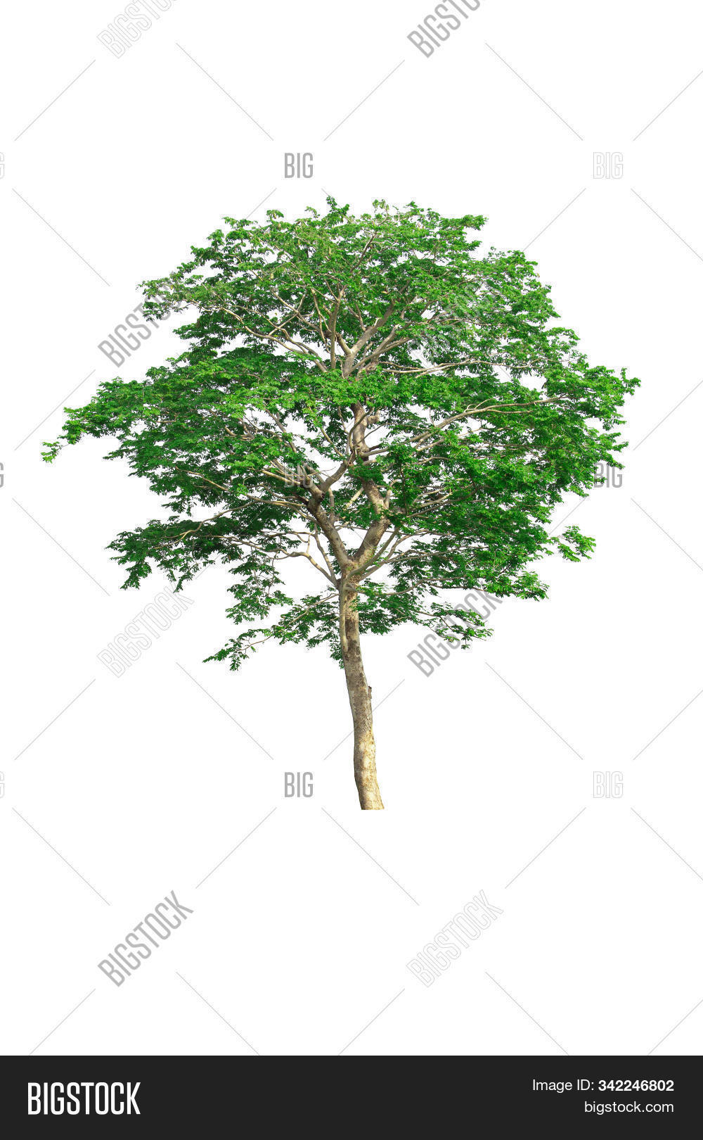 advertising,background,bark,big,botanical,botany,branch,collection,conserve,cutout,deciduous,ecology,entourage,environment,foliage,forest,forestry,garden,green,greenery,growth,isolated,jungle,large,leaf,leave,life,lone,natural,nature,oak,object,old,outdoor,plant,preserve,sapling,season,shrub,single,softwood,spring,stem,summer,tree,tropical,trunk,white,wood