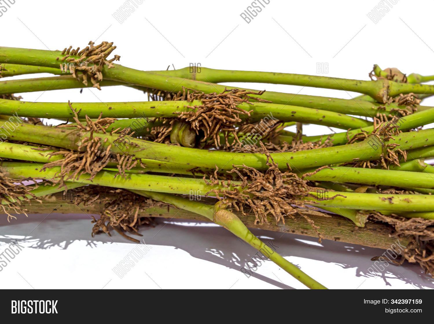 agriculture,aroma,asian,background,bangladesh,bengal,chaba,choi,chui,close,dee,flavor,food,fresh,green,health,healthy,herb,india,indian,ingredient,isolated,javanese,jhal,long,medical,medicine,natural,nature,organic,pepper,piper,plant,plee,root,spice,spicy,stem,taste,thai,tropical,up,vegetables,west,white