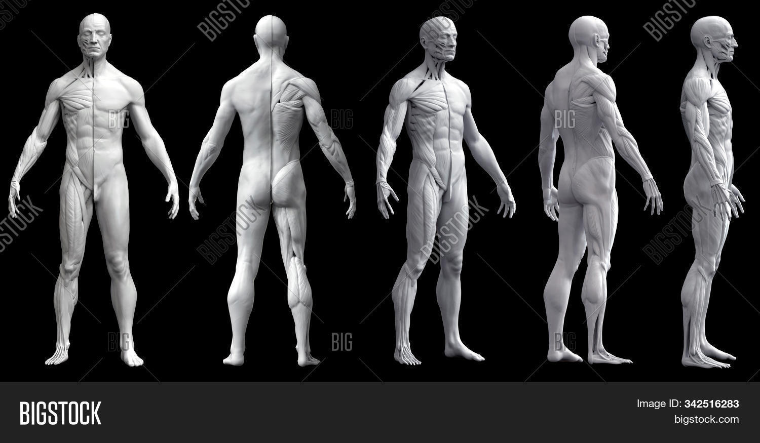 3d,adult,anatomic,anatomical,anatomy,arm,artistic,athlete,back,background,biology,body,bone,chest,dead,education,facial,fitness,flesh,head,health,healthy,human,illustration,isolated,joint,male,man,medicals,medicine,muscle,muscular,people,person,pose,posture,real,render,research,science,shape,skeletal,skin,spine,sport,study,surgery,system