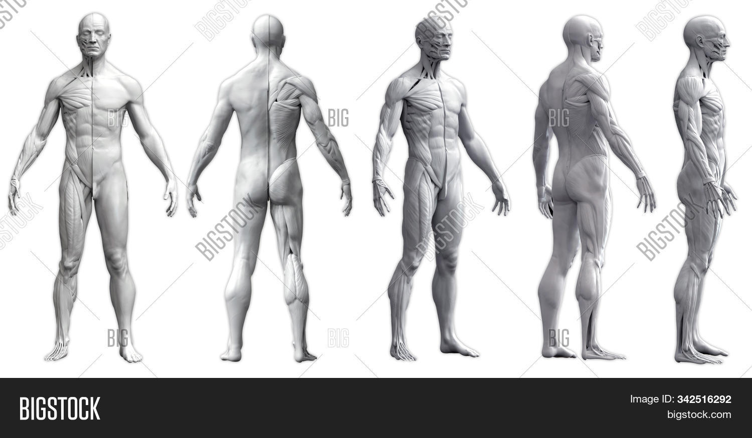3d,adult,anatomic,anatomical,anatomy,arm,artistic,athlete,back,background,biology,body,bone,chest,dead,education,facial,fitness,flesh,head,health,healthy,human,illustration,isolated,joint,male,man,medicals,medicine,muscle,muscular,people,person,pose,posture,real,render,research,science,shape,skeletal,skin,spine,sport,study,surgery,system