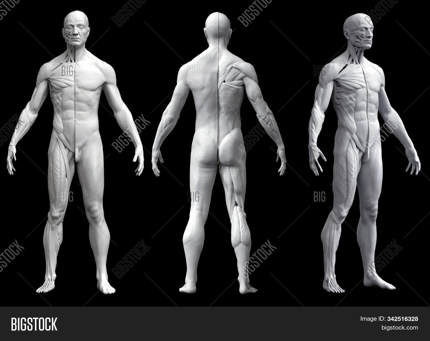 3d,adult,anatomic,anatomical,anatomy,arm,artistic,athlete,back,background,biology,body,bone,chest,dead,education,facial,fitness,flesh,head,health,healthy,human,illustration,isolated,joint,male,man,medicals,medicine,muscle,muscular,people,person,pose,posture,real,render,research,science,shape,skeletal,skin,spine,sport,study,surgery,system