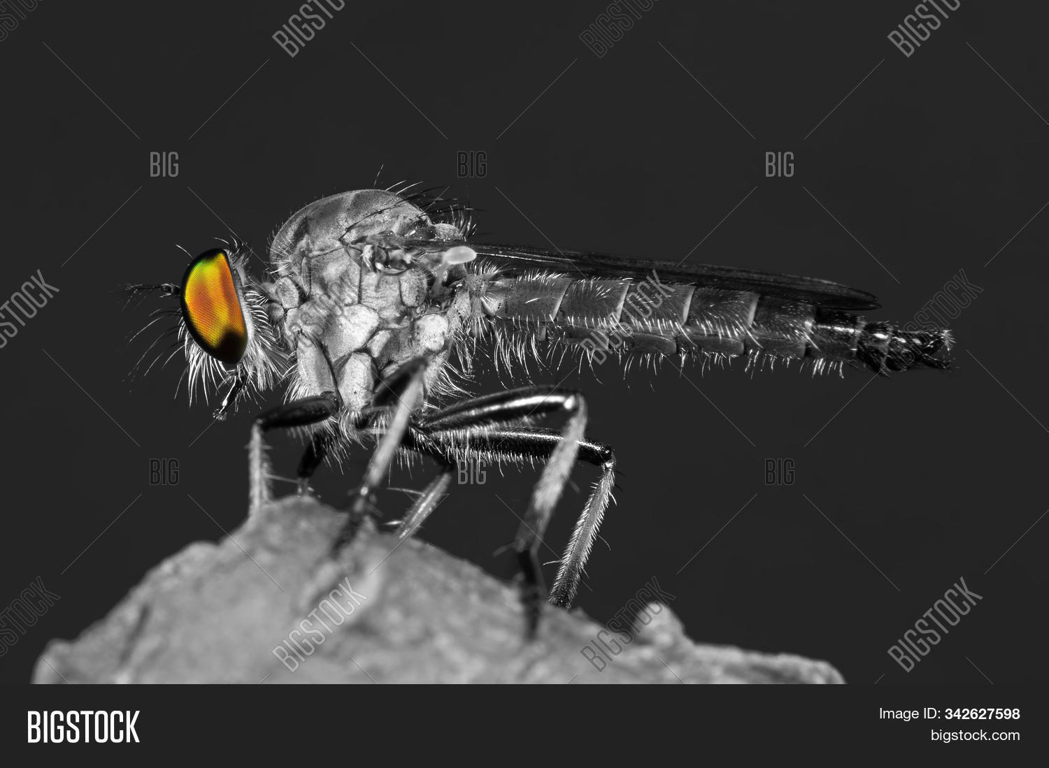 aggressive,and,animal,arthropod,arthropoda,asilidae,assassin,background,beautiful,beauty,black,branch,bristle,bug,bw,closeup,color,colorful,detail,diptera,entomology,eye,fauna,fly,garden,hexapod,insect,insecta,isolated,leg,macro,natural,nature,pest,plant,portrait,predator,robber,small,spring,summer,tiny,twig,white,wild,wildlife,wing,wood,wooden