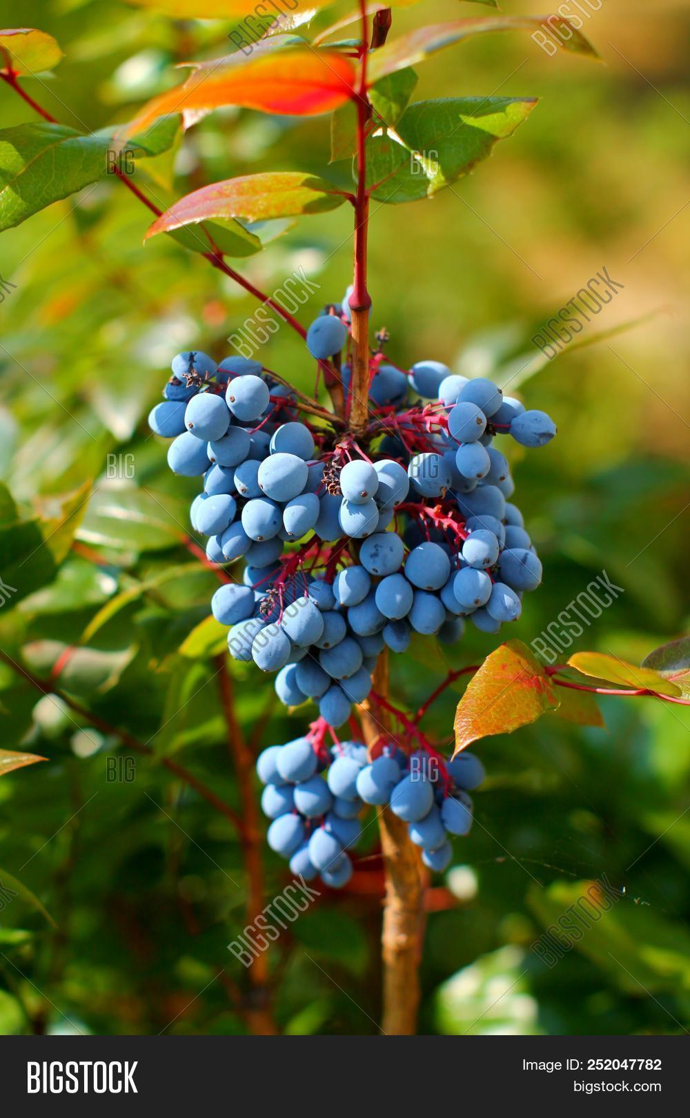 aquifoliaceae,aquifolium,autumn,berry,branch,bush,celebration,christian,christmas,common,decorative,design,evergreen,festive,frame,fruit,garden,gift,glossy,green,growing,hedge,hedgerow,holly,ilex,landscape,leaf,nature,ornament,ornamental,plant,protection,red,ripe,sanabria,season,shrub,spiked,spikes,spikey,symbol,thorn,toxic,traditional,variegated,vegetation,wild,wreath