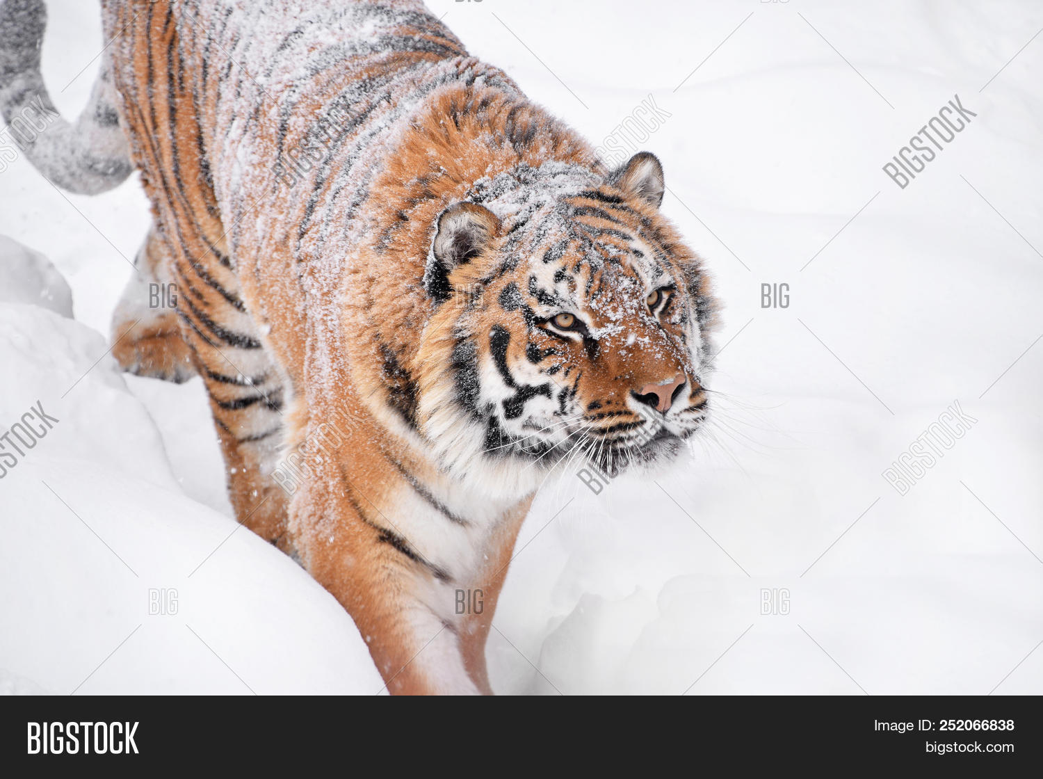 Amur,Siberian,Tiger,alert,angle,animal,background,behavior,big,camera,cat,close,closeup,cold,contact,copy,day,eye,face,feline,fresh,habit,head,high,looking,mammal,nature,one,outdoors,predator,profile,side,snout,snow,space,up,view,watch,weather,white,wild,wildlife,winter,young