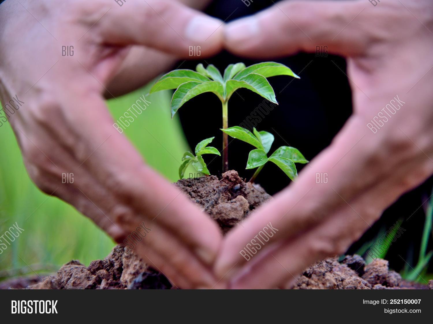 agriculture,baby,background,begins,care,closeup,concept,conservation,dirt,earth,ecology,environment,fresh,green,ground,grow,growing,growth,hand,heart,heart-shaped,holding,human,idea,isolated,leaf,life,love,making,natural,nature,new,one,organic,outdoors,person,plant,planting,seedling,small,soil,spring,sprout,surrounding,tree,world,young