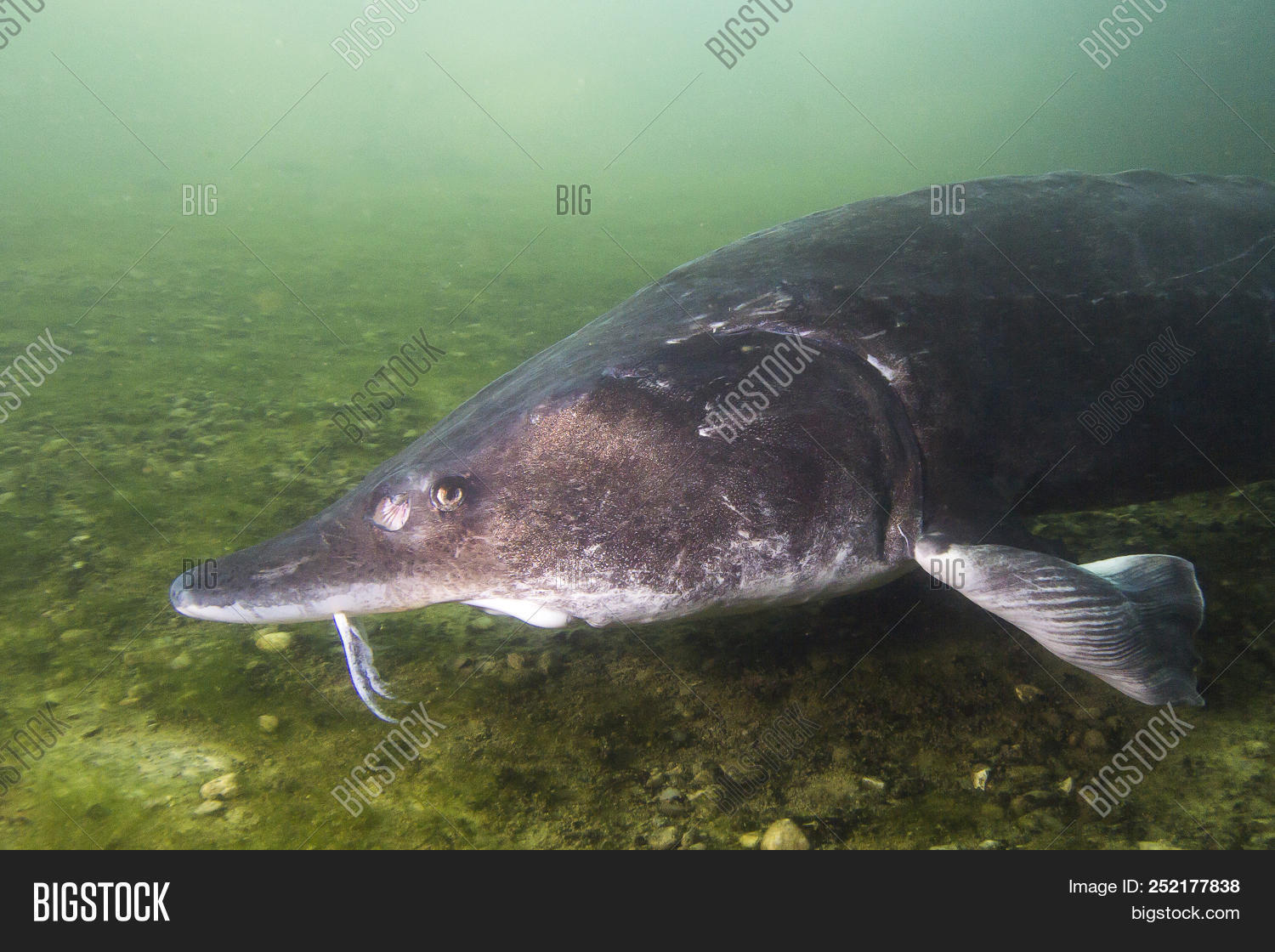 Underwater Photography Of The Biggest Fish Beluga huso Huso Swimming In The River Beautifull 