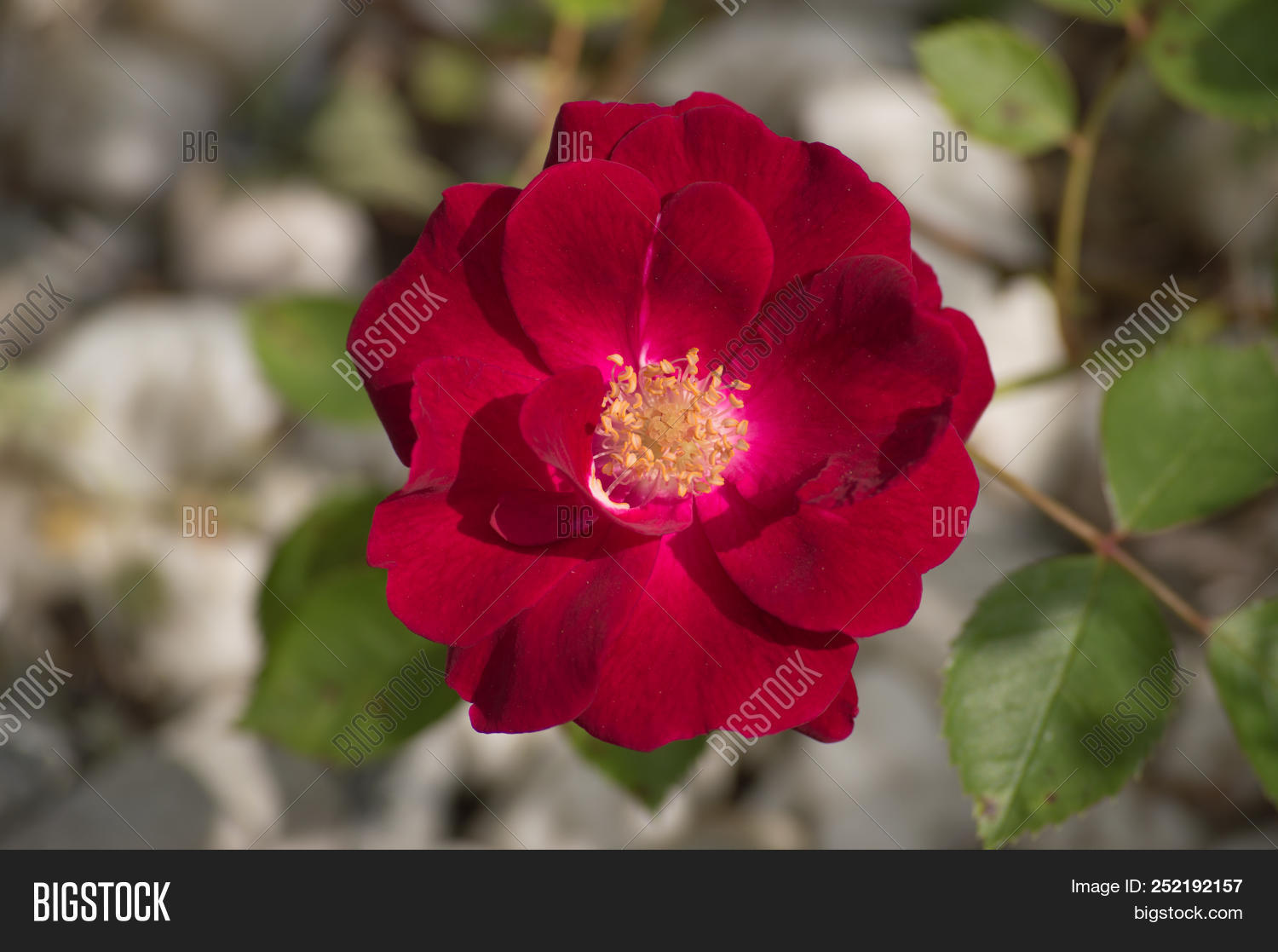 allergies,anniversary,anther,beautiful,beauty,bloom,blossom,bokeh,close,closeup,color,copy,decoration,environment,filament,flora,floral,flower,fresh,garden,green,love,magenta,natural,nature,nobody,outdoors,petal,pink,pistil,plant,pollen,purple,red,romantic,rose,space,spring,stamen,stigma,style,summer,up,valentine,wedding