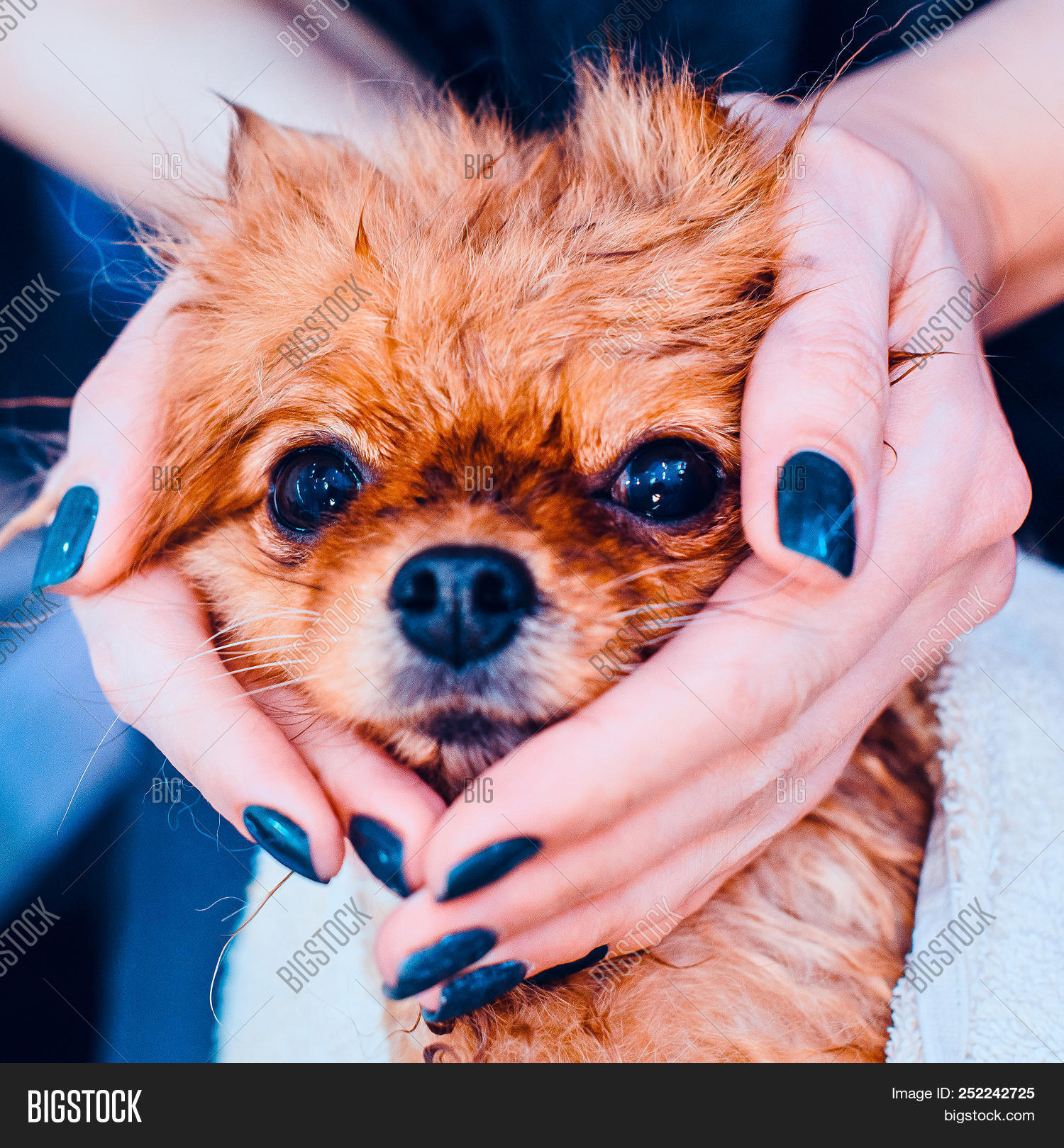 Pomeranian Dog With Red Hair Like A Fox In The Bathroom In The