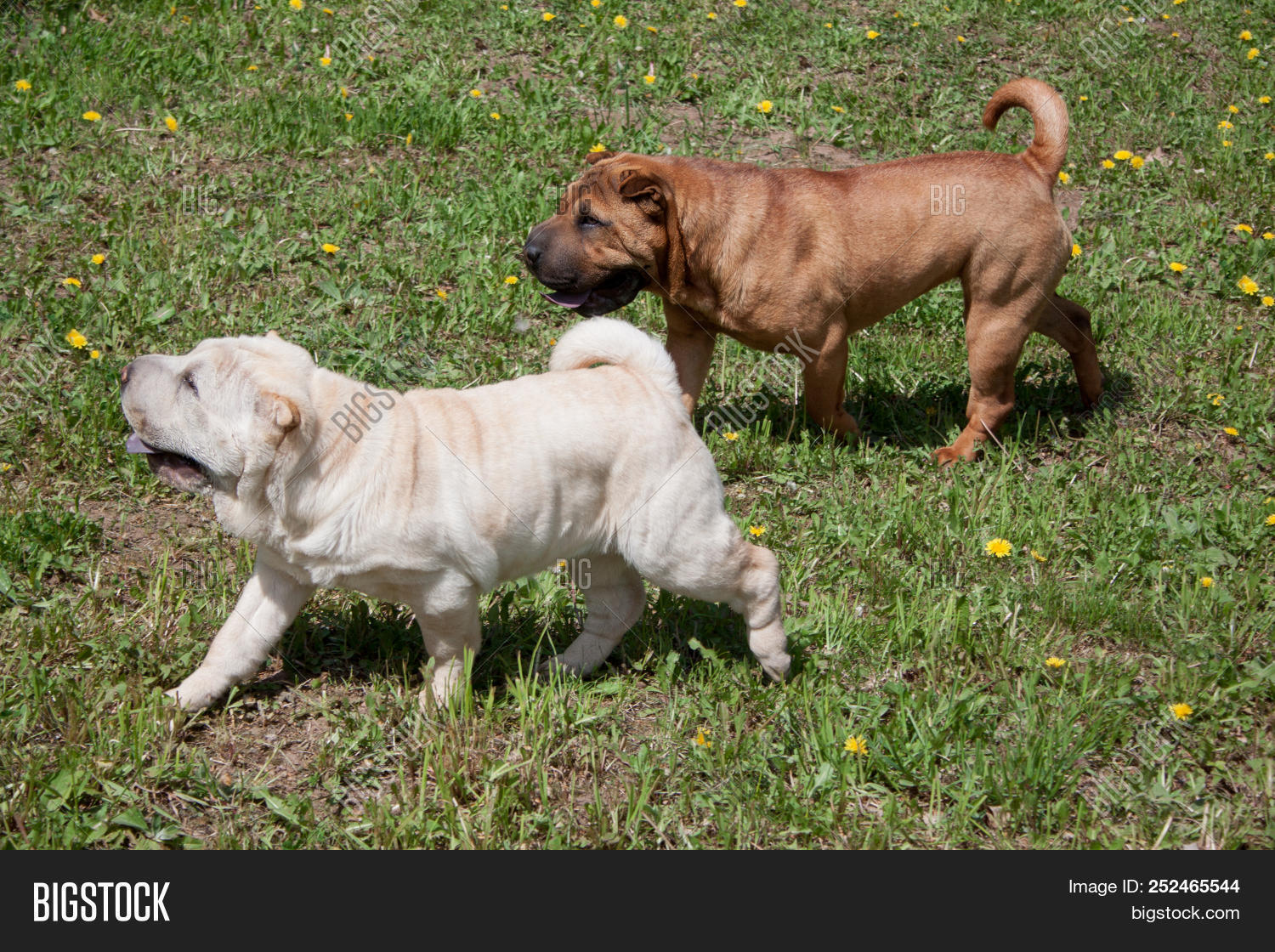 Two Cute Shar Pei Puppies Is Playing On A Green Meadow