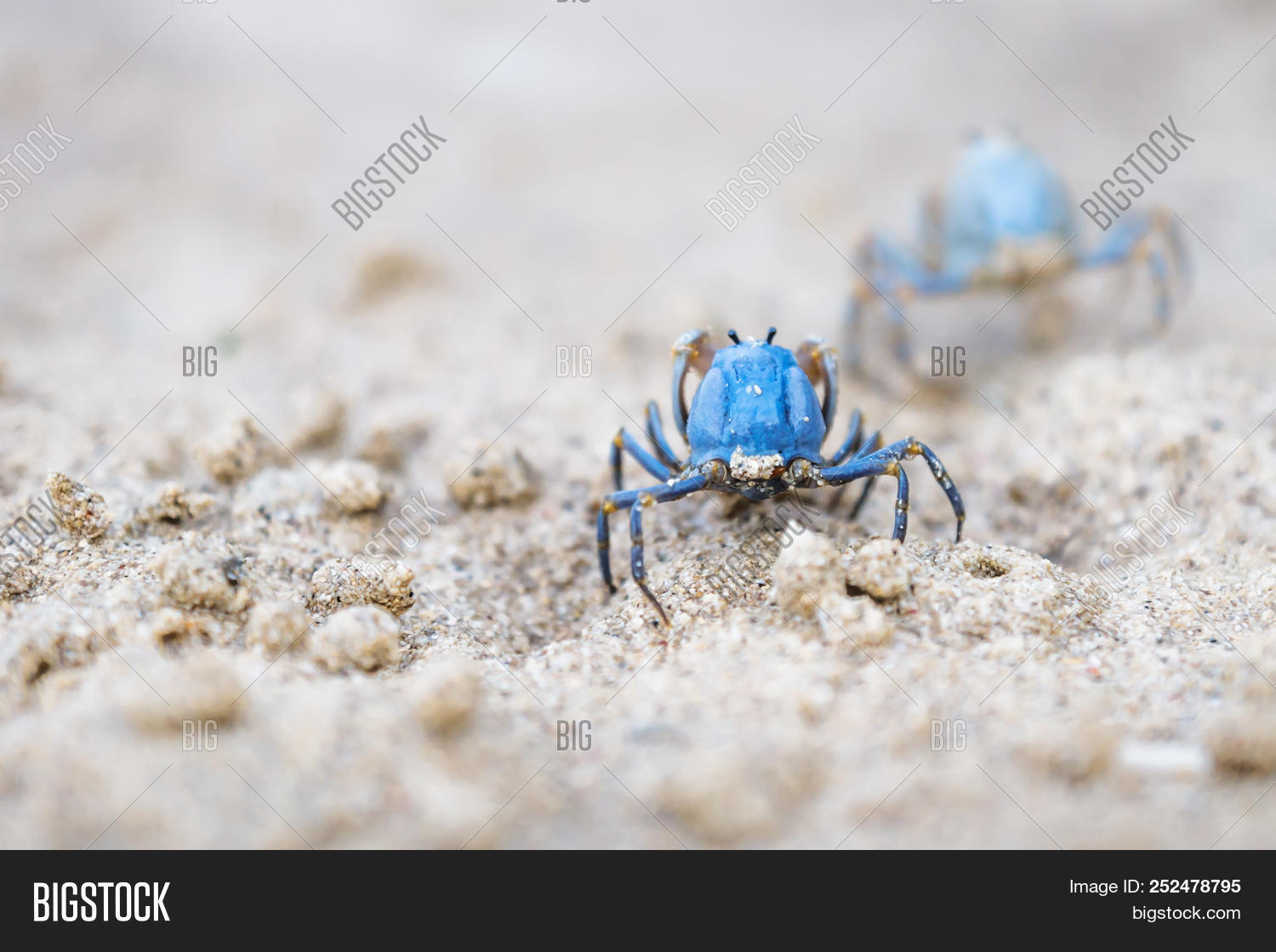 Siquijor,animal,asia,beach,beautiful,biology,black,blue,claw,close,closeup,coast,crab,dig,digging,ecology,environmental,fauna,hole,illustration,island,isolated,land,leg,life,macro,mud,natural,nature,ocean,philippines,plant,province,sand,sandy,sea,shell,small,summer,sunny,travel,tribulation,tropical,up,water,wet,wildlife,yellow