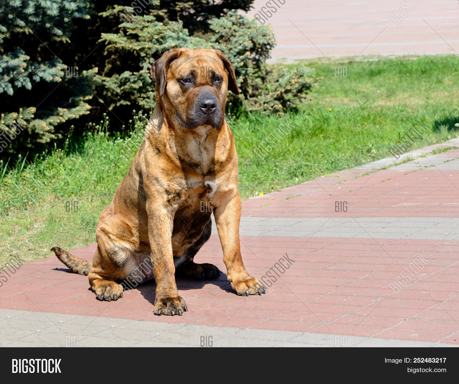 Brown,Canaria,Canarian,Canario,Canary,Dogo,Farmer,Fawn,Gran,Mastiff,Perro,Presa,Red,Working,aggressive,animal,appearance,body,breed,canine,catch,cattledog,champion,coat,color,command,cropped,de,dog,ears,exterior,external,fighting,fur,guard,head,hunter,mammal,muscular,nobody,outdoor,pedigree,pets,portrait,powerful,purebred,security,sheepdog,sport,training