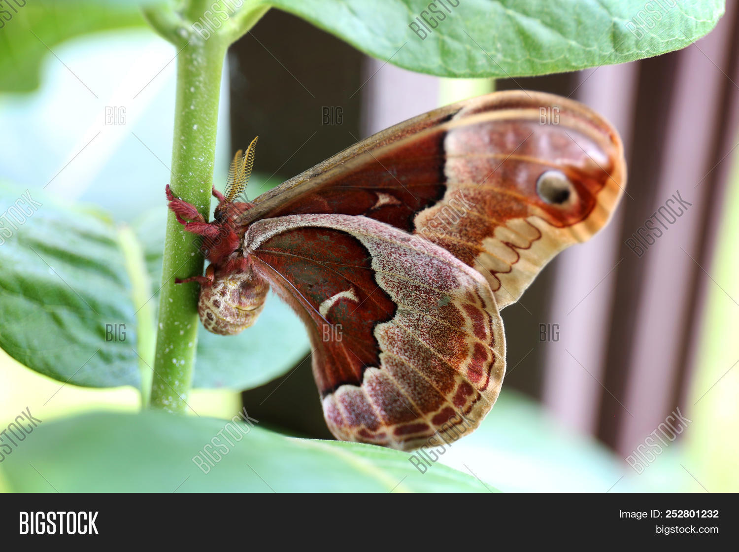 Prometheus,Silk,animal,antennae,big,brown,bug,butterfly,climbing,creature,eye,female,furry,fuzzy,garden,giant,insect,large,legs,milkweed,moth,natural,nature,outdoors,outside,promethea,red,resting,rust,silkmoth,summer,weed,wings