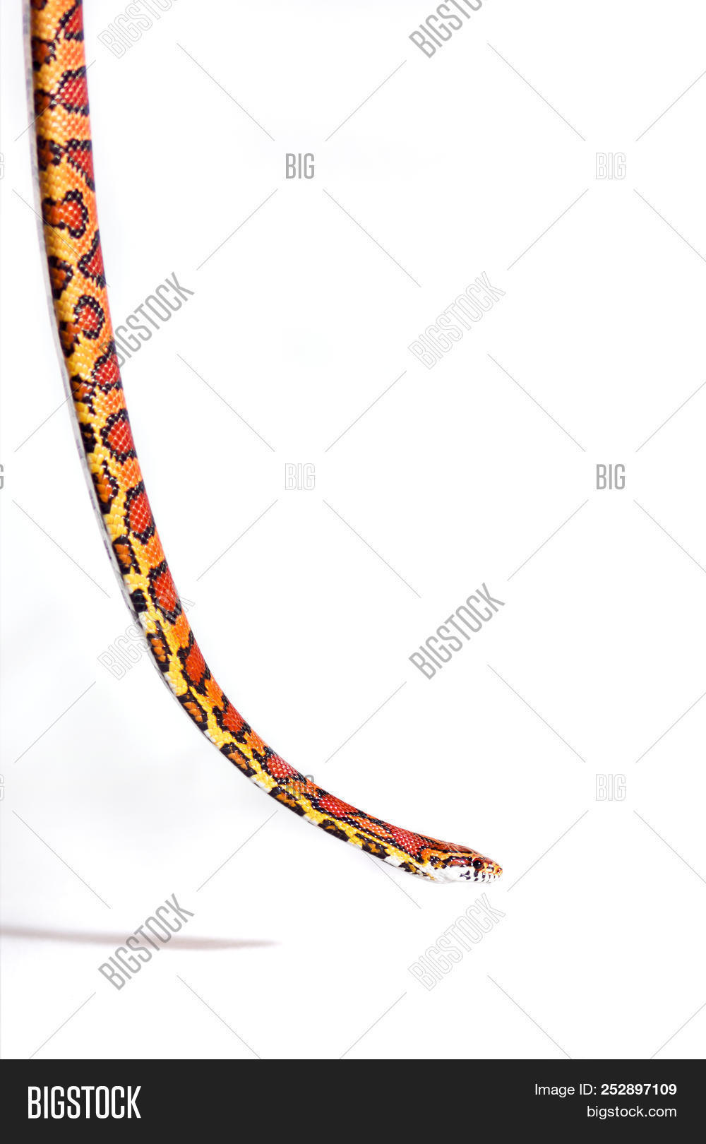 Corn Snake Crawling And Looking Forward On White Background Image Stock Photo 252897109 Copy corner ⭐ , new zealand, bay of plenty, tauranga: photostock editor