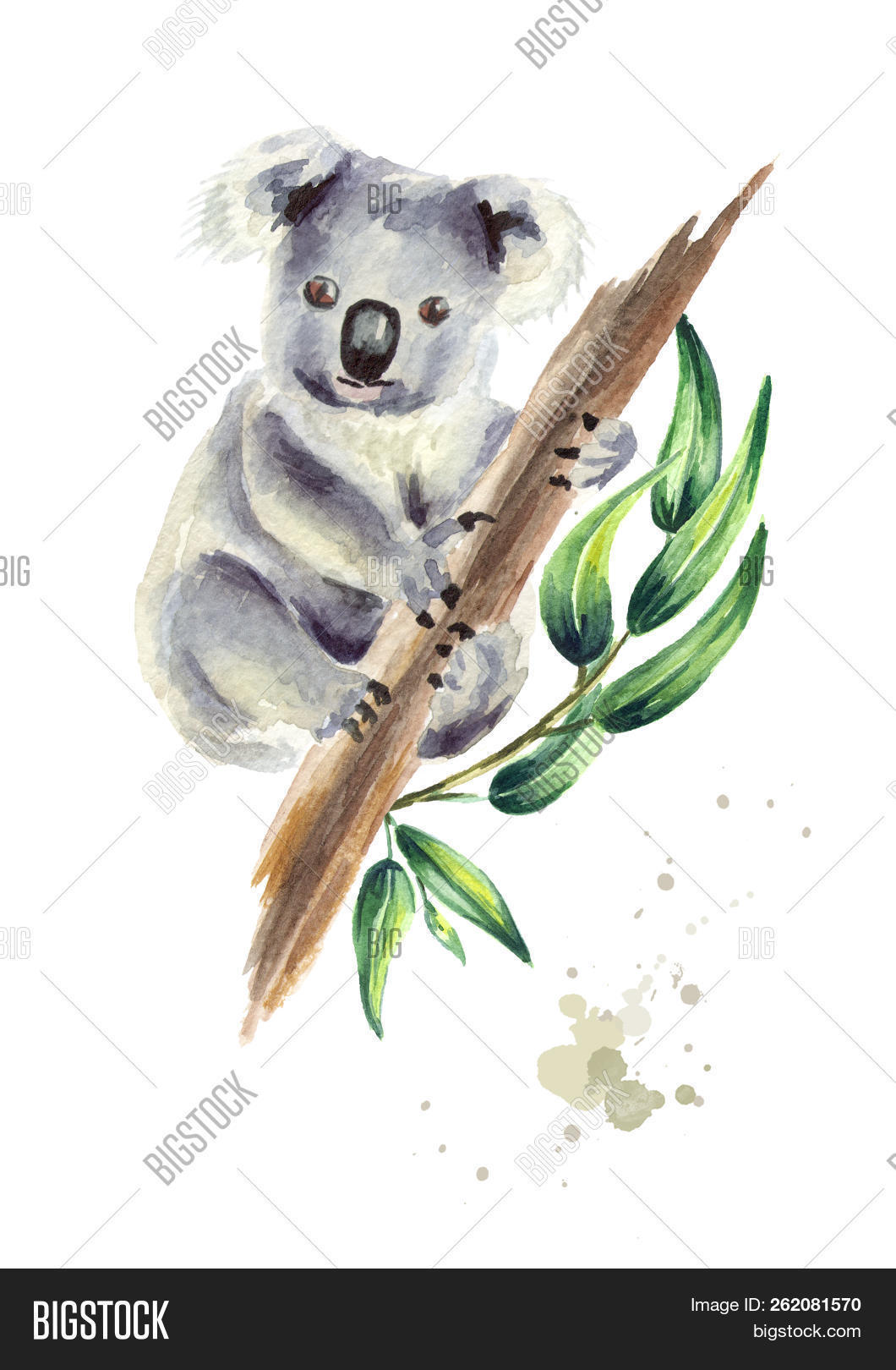 adorable,animal,arboreal,art,aussie,australia,australian,baby,background,bear,branch,character,clip,cuddly,cute,design,drawing,drawn,eucalyptus,funny,fur,furry,gray,grey,hand,happy,illustration,isolated,koala,leaf,mammal,marsupial,mascot,native,natural,nature,peaceful,portrait,relaxation,single,species,tree,watercolor,white,wild,wildlife,young,zoo