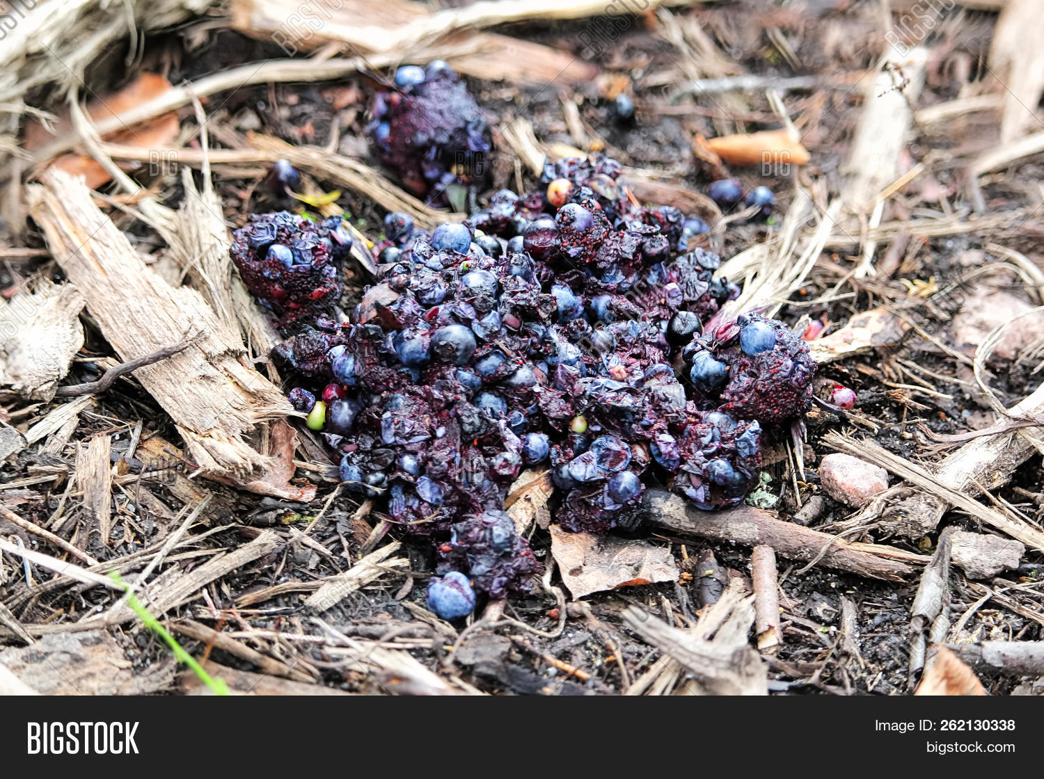 alberta,americanus,animal,autumn,bear,berries,black,blueberries,by,canada,close,crap,danger,droppings,dung,excrement,fall,feces,fresh,ground,nature,poo,poop,scat,seeds,sign,trace,ursus,wild,wildlife
