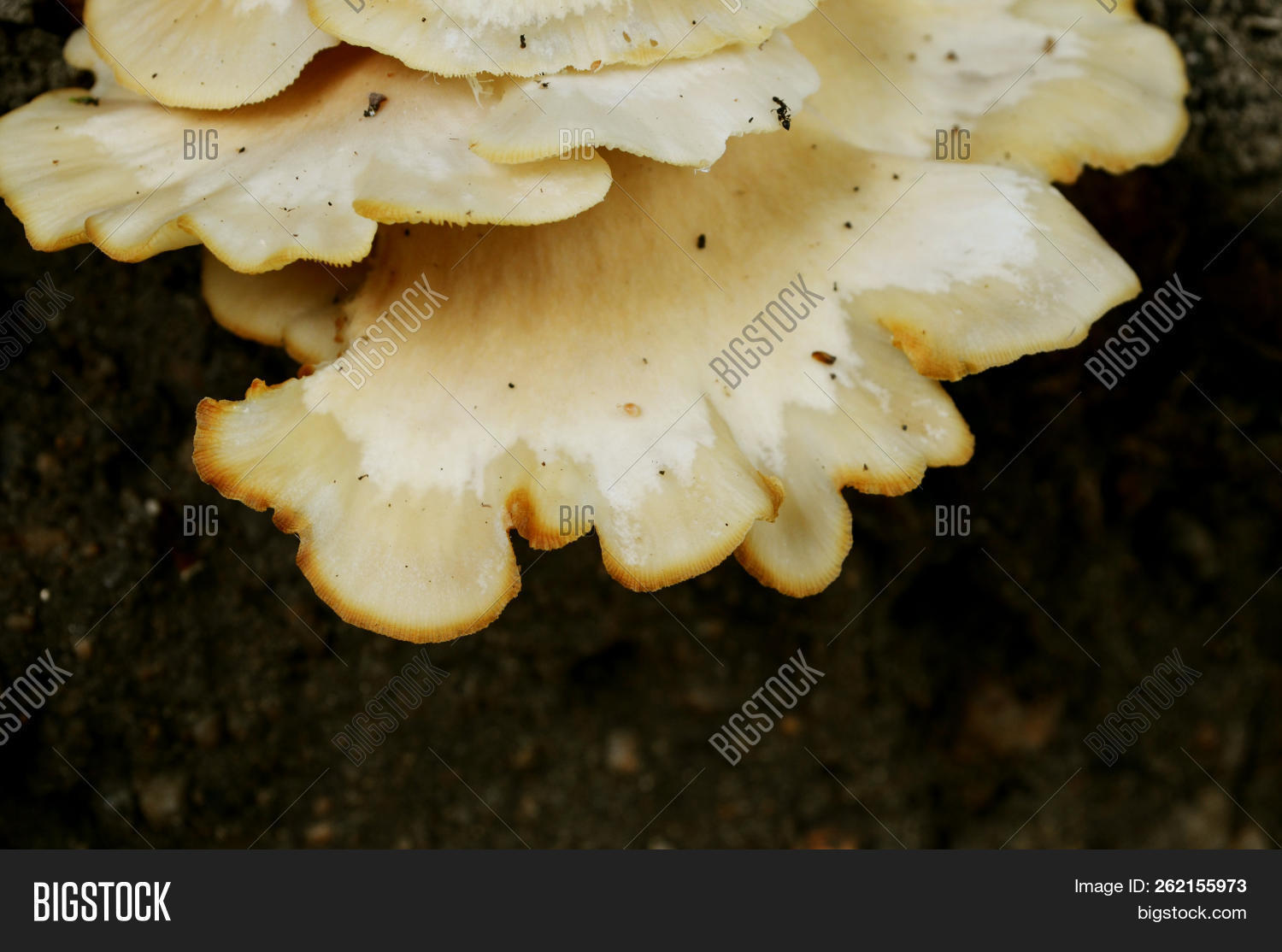 autumn,background,bracket,bright,brown,chicken,closeup,edible,food,forest,fresh,fungi,fungus,growing,kiev,mushroom,natural,nature,oak,orange,plant,polyporales,polypore,ripe,rot,saprophyte,season,shelf,sulfur,sulphur,tree,trunk,ukraine,vivid,white,wild,wood,yellow