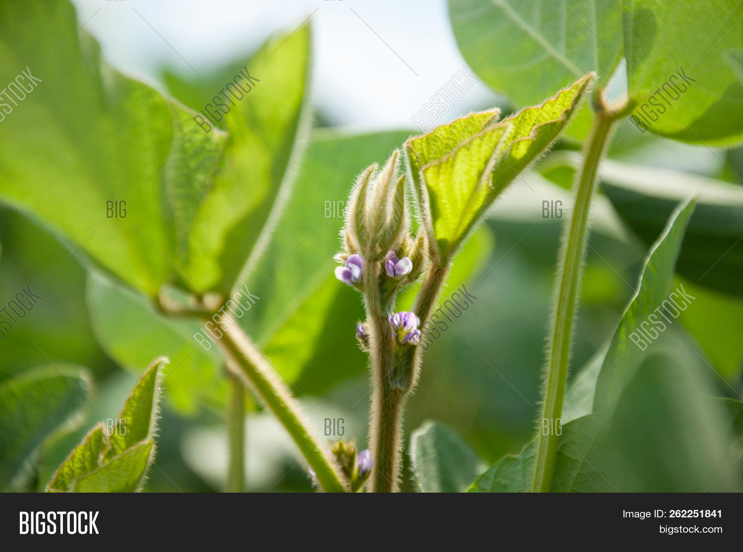 agricultural,agriculture,asian,background,bean,branch,closeup,crop,detail,edamame,farm,farming,field,food,fresh,green,grow,growing,growth,harvest,healthy,landscape,leaf,legume,macro,natural,nature,organic,plant,plantation,pod,protein,raw,rural,soy,soya,soybean,sunlight,sunny,vegetable,vegetarian,young