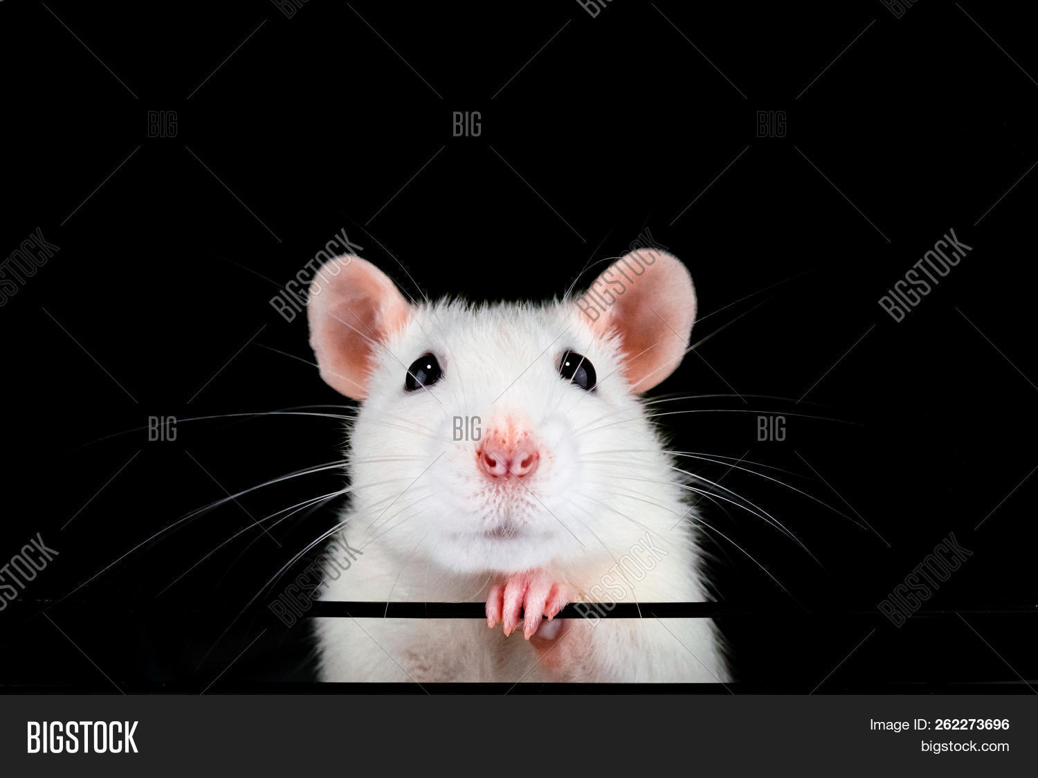 Rattus,adorable,animal,attractive,background,beautiful,black,cheerful,close,closeup,curious,cute,domestic,domestica,ear,eye,face,fancy,fluffy,funny,fur,furry,happy,head,hello,intimate,look,looking,lovely,macro,mammal,muridae,norvegicus,nose,on,paw,pet,pink,portrait,pretty,rat,rodent,symmetrical,up,watching,whiskers,white