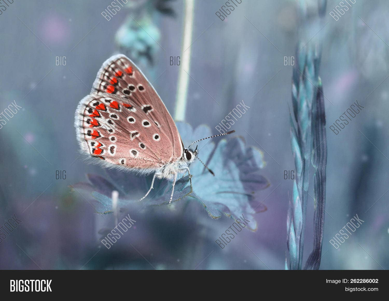 background,beauty,bug,butterfly,close,colorful,dream,dreamy,enchanted,environment,ethereal,fall,fantasy,field,floral,flower,flying,free,garden,grass,harmony,insect,inspiration,landscape,light,love,macro,magic,magical,meadow,morning,nature,pink,pretty,purple,red,romantic,silence,spring,springtime,summer,sunrise,sunset,surreal,vintage,wild,wildlife,wings