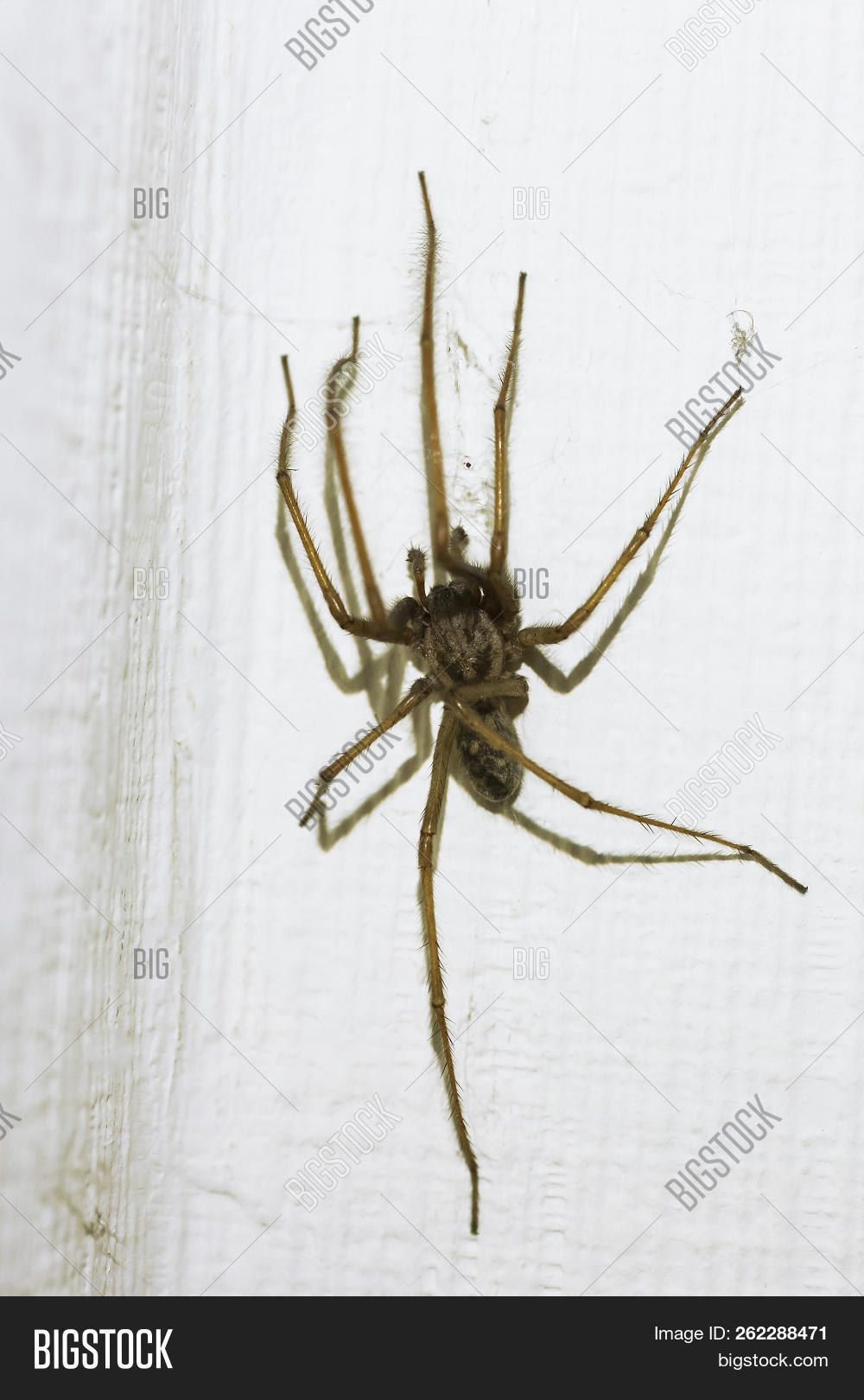 agelenidae,agelenids,animal,arachnid,arachnophobia,background,barn,big,brown,bug,close,closeup,common,corner,creature,creepy,domestic,domestica,europe,fear,funnel,hairy,home,house,hunter,indoor,insect,inside,invertebrate,large,legs,macro,male,monster,nature,pest,phobia,room,scary,spider,spooky,tegenaria,wall,weaver,white,wild,wildlife,yellow,yellowish