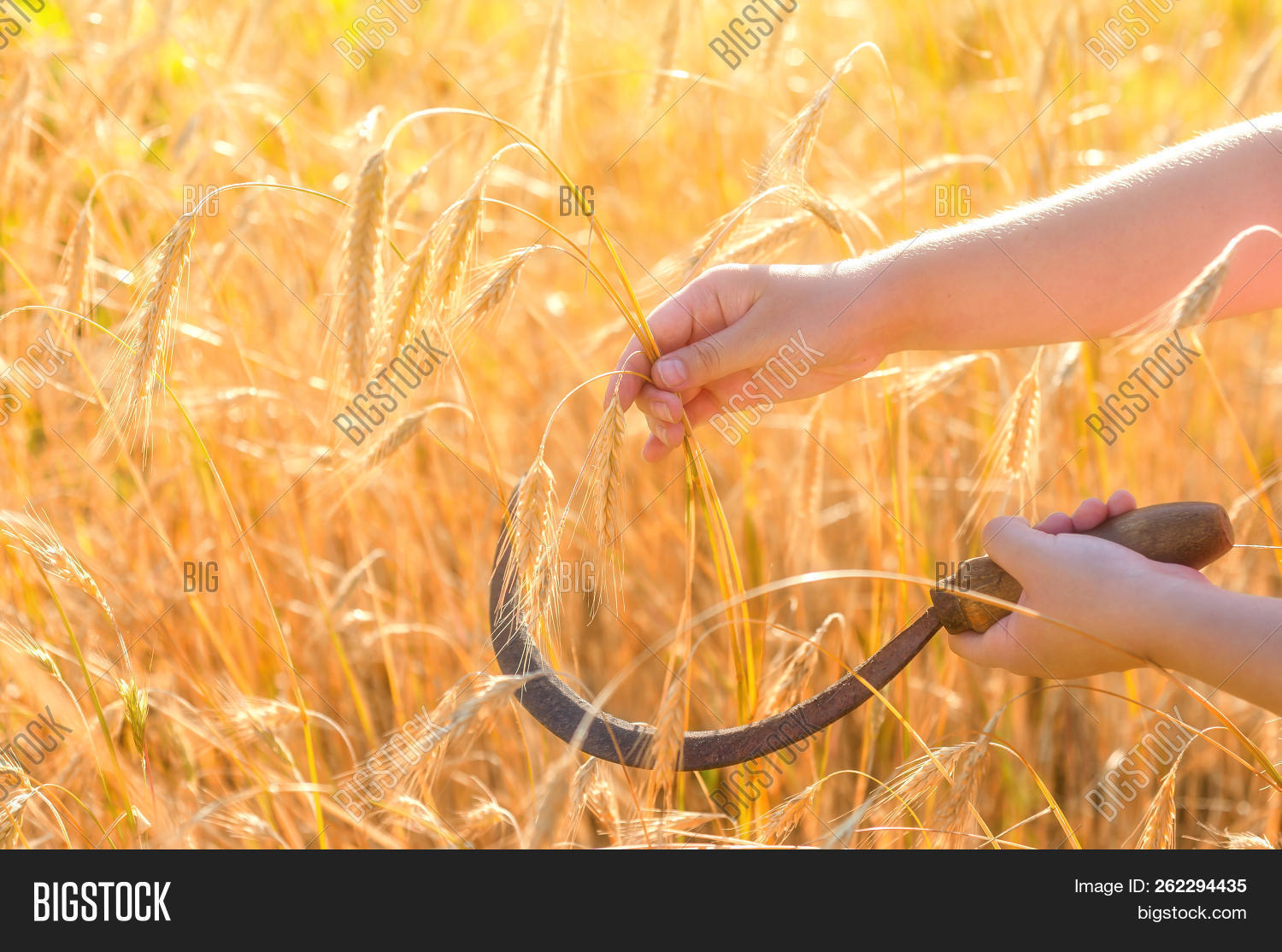 agricultural,agriculture,arms,asia,autumn,combine,countryside,crop,cut,day,dust,equipment,farm,farmer,farmland,field,food,fresh,girl,golden,grain,green,growth,harvest,harvester,health,horizontal,landscape,meadow,outdoor,paddy,plant,plantation,produce,ripe,rural,russia,rye,season,seed,sickle,stem,straw,summer,traditional,village,wheat,work,yellow