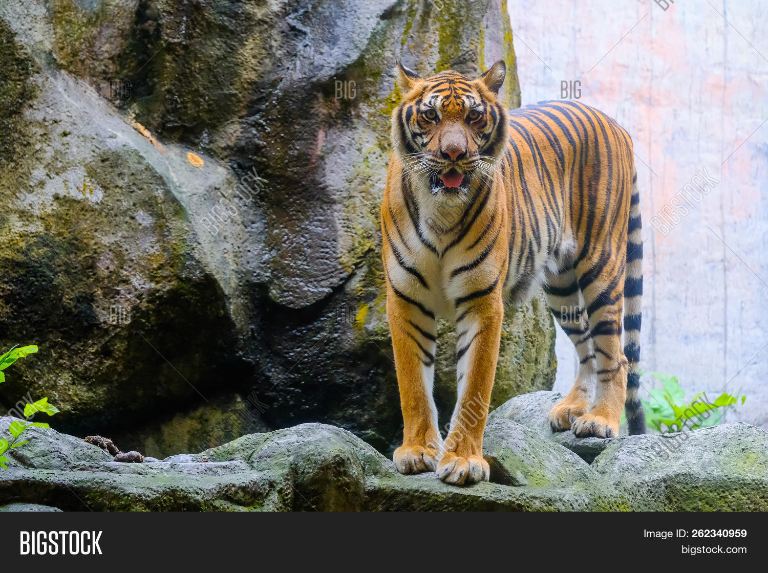 action,angry,animal,background,beautiful,beauty,big,black,carnivore,cat,danger,endangered,eye,face,feline,forest,fur,hair,head,hunter,indochinese,jungle,mammal,nature,orange,scene,striped,stripes,tiger,water,white,wild,wilderness,wildlife,yellow,zoo