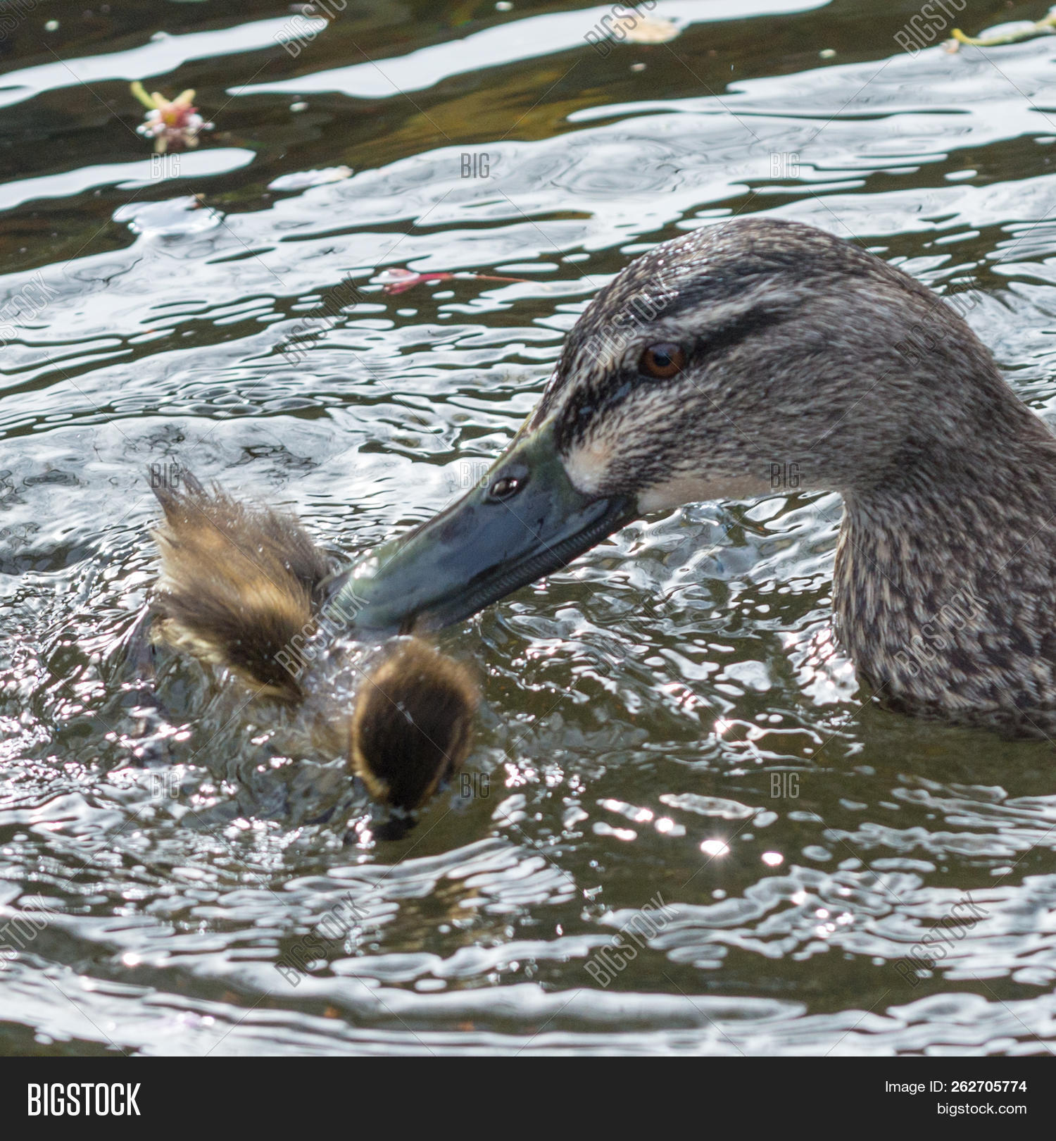 anas,animals,aquatic,attack,attacking,baby,beaks,bill,birds,chaos,chaotic,chick,collection,drake,duckling,ducks,ducky,element,environment,feathers,fight,fighting,fowl,frenzy,group,lake,mallard,nature,newborn,one,outdoors,platyrhynchos,plumage,pond,profile,river,swimming,water,waterfowl,wild,wildfowl,wildlife,wings