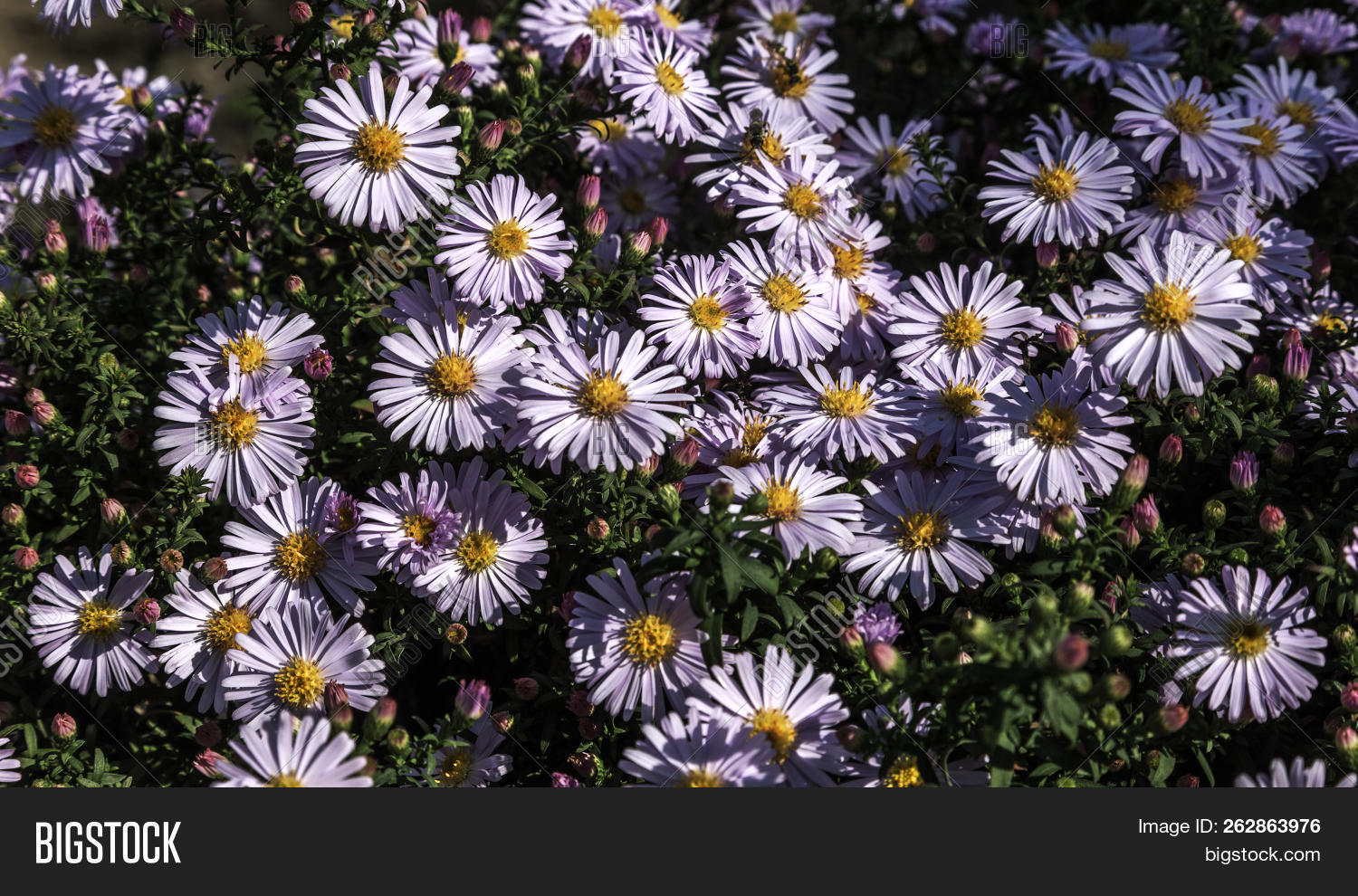alpine,alpinus,aster,autumn,background,beautiful,beauty,bloom,blooming,blossom,blue,botany,bright,closeup,color,colorful,decorative,ecology,field,flora,floral,flower,fresh,garden,grass,green,herb,macro,meadow,natural,nature,ornamental,outdoor,perennial,petal,pink,plant,purple,red,rock,rose,season,spring,summer,vibrant,violet,white,yellow