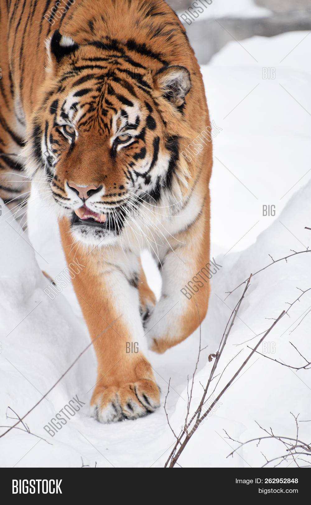 Amur,Siberian,Tiger,alert,angle,animal,background,behavior,big,camera,cat,close,closeup,cold,contact,copy,day,eye,face,feline,fresh,front,habit,head,high,looking,mammal,nature,one,outdoors,predator,snout,snow,space,up,view,watch,weather,white,wild,wildlife,winter,young