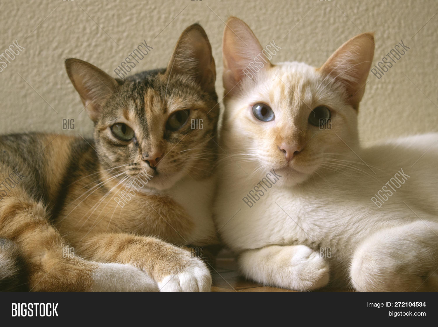 adorable,animal,background,beautiful,black,blue,british,cats,cuddle,cute,domestic,eyes,feline,fluffy,fur,hair,kittens,kitty,litter,little,looking,love,mammal,nature,people,pet,portrait,pretty,purr,short,shorthair,small,snuggle,spring,summer,tabby,two,white,window,young