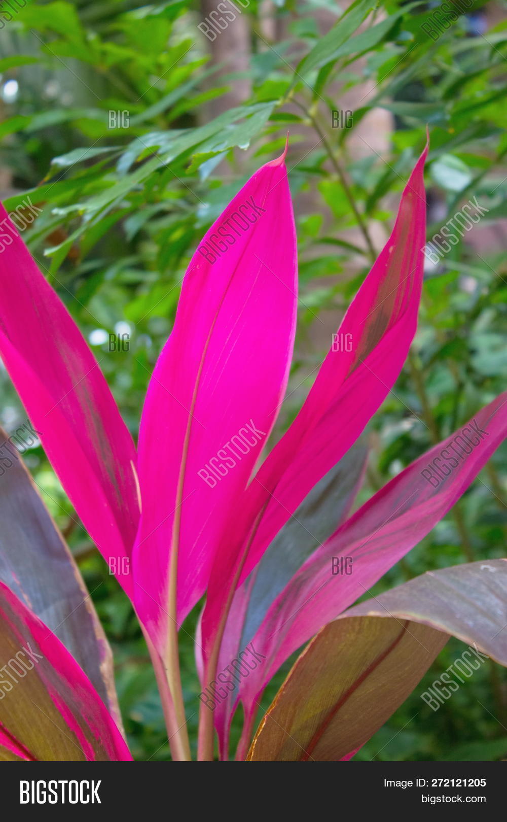 Cordyline,beautiful,botanical,botany,close,decorative,flora,floral,fruticosa,garden,gardening,hawaiian,leaf,leaves,natural,nature,outdoor,pink,plant,ti,tropical,up