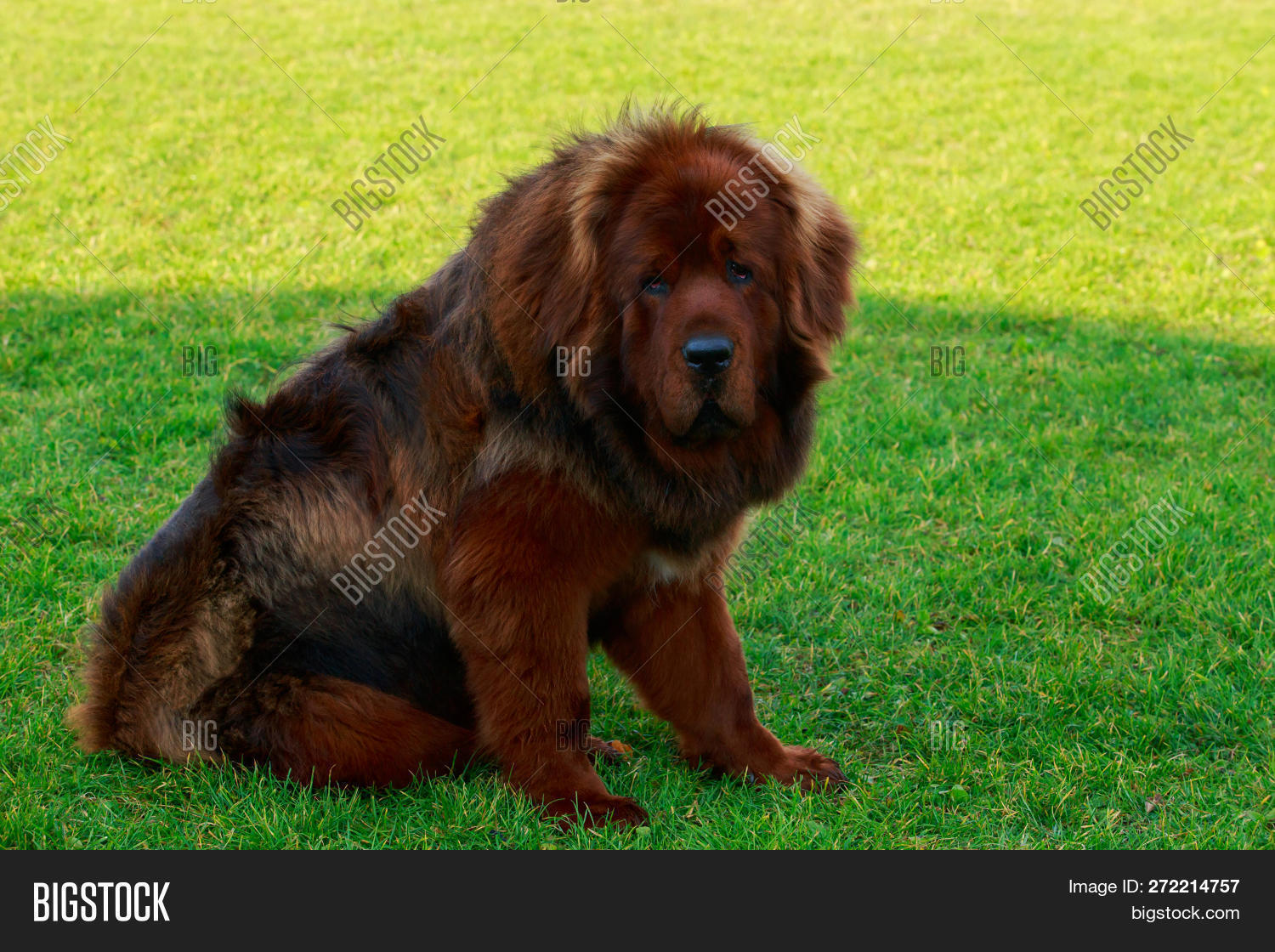 Dog Breed Tibetan Mastiff Is Sitting On Green Grass 272214757