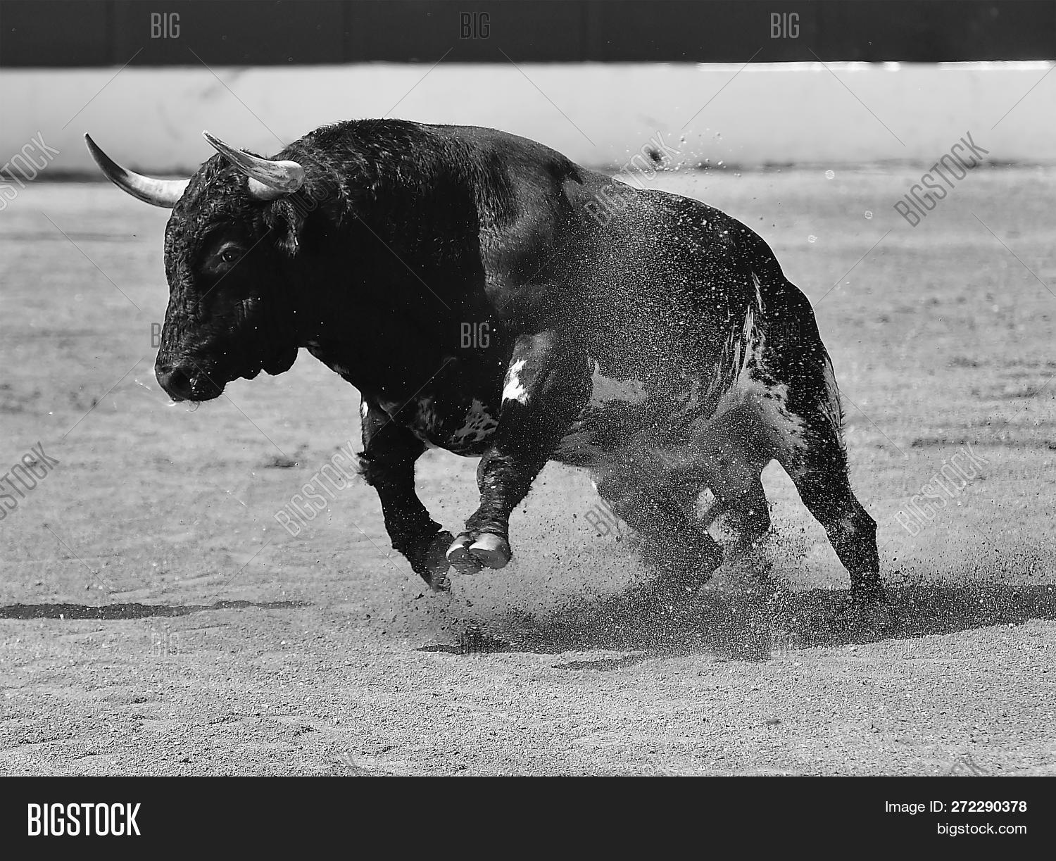 angry,animal,antlers,black,brave,bravery,bull,bullfight,bullfighting,bullring,cow,danger,dead,fear,ferocious,fierce,horns,risk,running,spanish,spectacle,tradition,wild,won