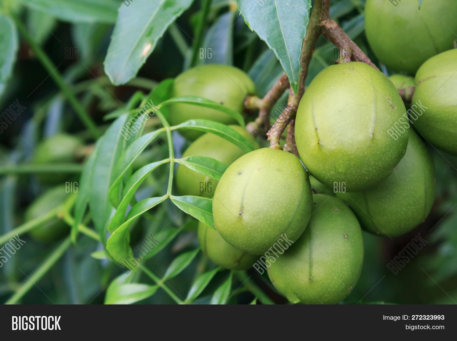 Brazil,agriculture,ambarella,amra,asia,asian,background,bunch,caja,close-up,closeup,color,dulcis,edible,flavorings,food,fresh,fruit,green,hanging,health,healthy,ingredient,isolated,juicy,leaf,leaves,manga,natural,nature,organic,oval,plant,plum,preserves,raw,seed,sour,southeast,spondias,sweet,taste,tree,tropical,unripe,vitamin,white,whole