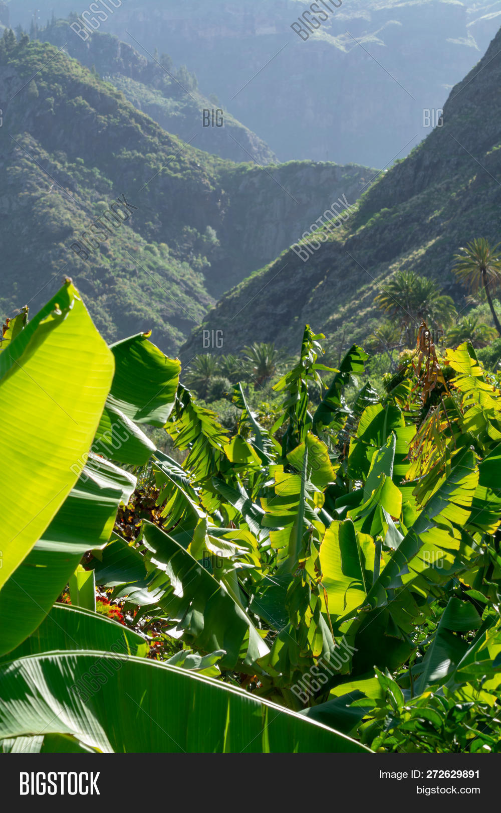 Agaete,America,Asia,Canaria,Ecuador,Gran,agriculture,background,bananas,branch,cavendish,climate,closeup,color,day,farm,food,fresh,garden,green,group,growing,healthy,isolated,land,landscape,leaf,mountains,natural,nature,outdoors,plant,plantation,sky,summer,sweet,thailand,travel,tree,tropical,view,white,yellow