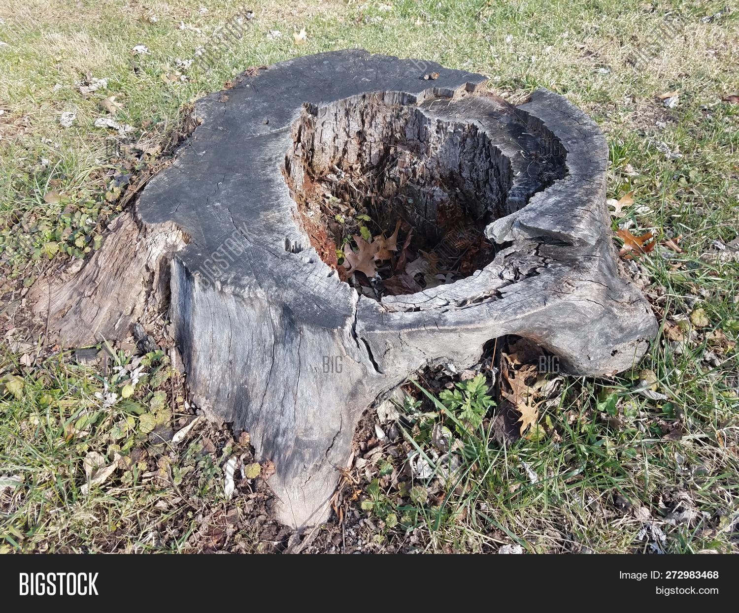 bark,cut,grass,hole,hollow,lawn,nature,outdoor,rotten,stump,tree,weathered,worn