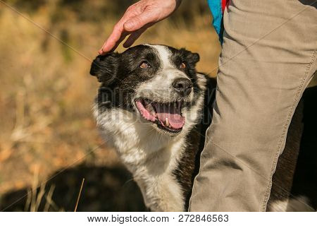 A Hand Petting Black And White Short Haired Border Collie Who