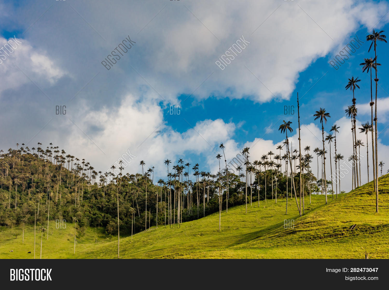 andeans,andes,bosque de palma de cera,caldas,cocora,cocora valley,colombia,colombian,cordillera,el bosque de las palmas,famous places,la samaria,landmarks,landscapes,mountains,nature,palm trees,quindio,salamina,salento,san felix,scenics,south america,travel,trees,valley,wax palm