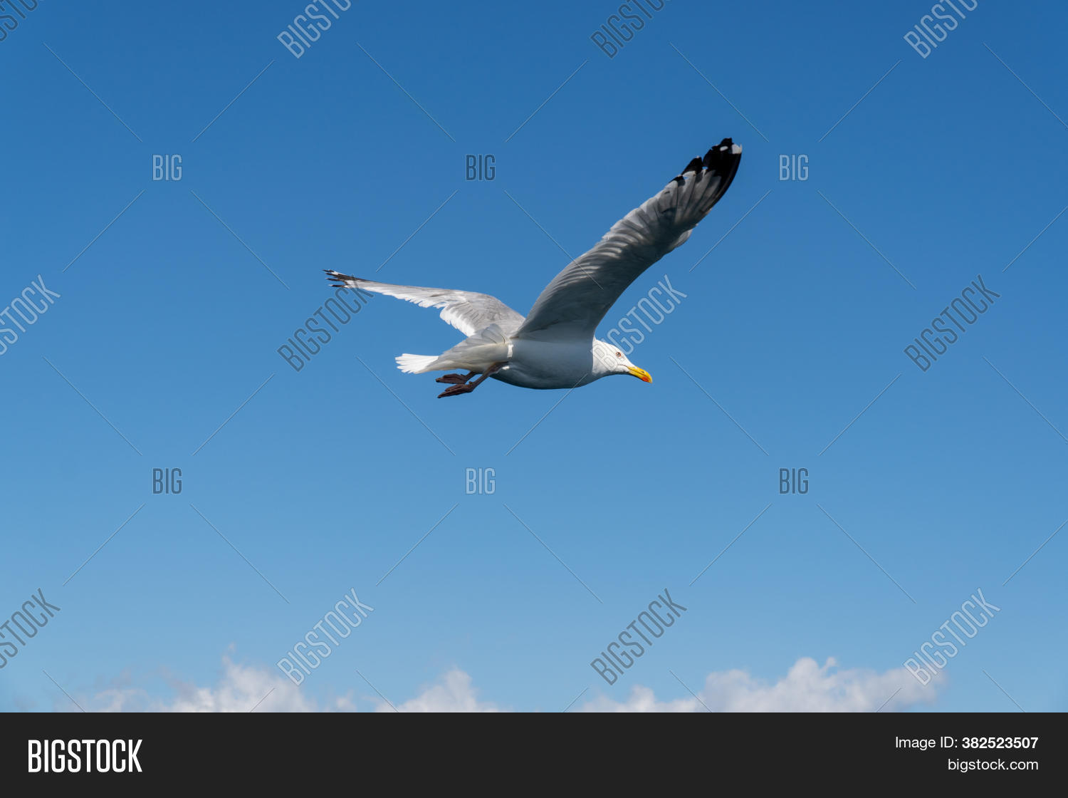 travel, 																					water, 																					view, 																					cloud, 																					beak, 																					seagul, 																					beautiful, 																					seagull, 																					ocean, 																					beach, 																					air, 																					freedom, 																					sunset, 																					sky, 																					summer, 																					background, 																					free, 																					coast, 																					blue, 																					flock, 																					wing, 																					feather, 																					silhouette, 																					beauty, 																					animal, 																					wingspan, 																					wild, 																					wind, 																					vacation, 																					sun, 																					nature, 																					white, 																					natural, 																					looking, 																					fly, 																					wildlife, 																					bird, 																					sea, 																					seabird, 																					group, 																					soaring, 																					flight, 																					outdoor, 																					soar, 																					isolated, 																					seaside, 																					gull