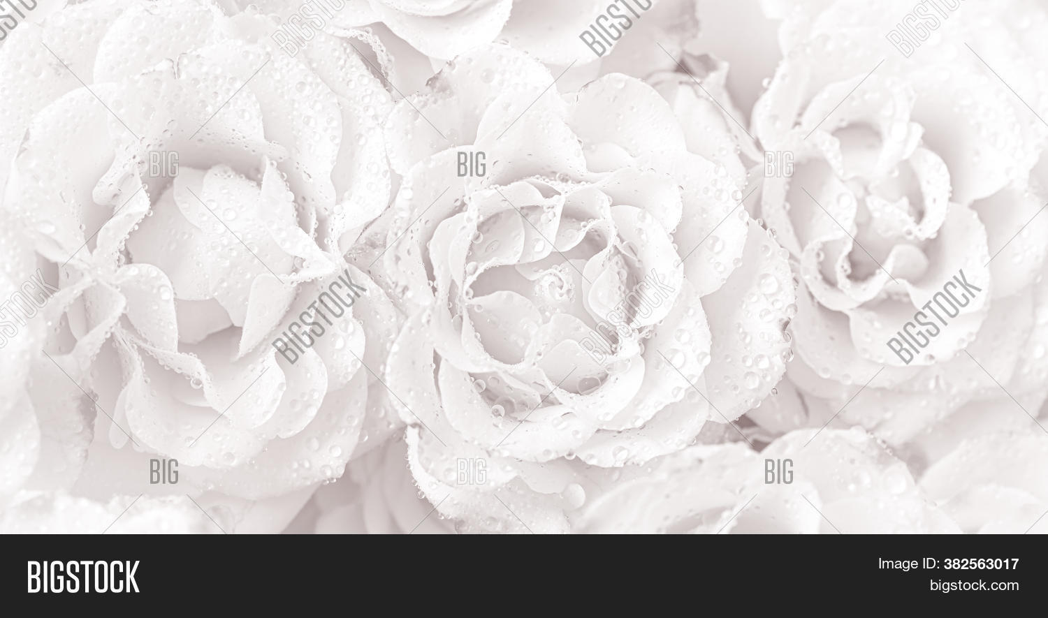cover, 																					flower, 																					beige, 																					white, 																					soft, 																					floral, 																					background, 																					macro, 																					bright, 																					light, 																					bloom, 																					bouquet, 																					rose, 																					symbol, 																					flora, 																					closeup, 																					pink, 																					beauty, 																					nature, 																					blossom, 																					day, 																					dew, 																					drops, 																					beautiful, 																					wet, 																					texture, 																					romantic, 																					love, 																					water, 																					fresh, 																					petal, 																					vintage, 																					droplets, 																					red, 																					romance, 																					wallpaper, 																					holiday, 																					color, 																					card, 																					detail