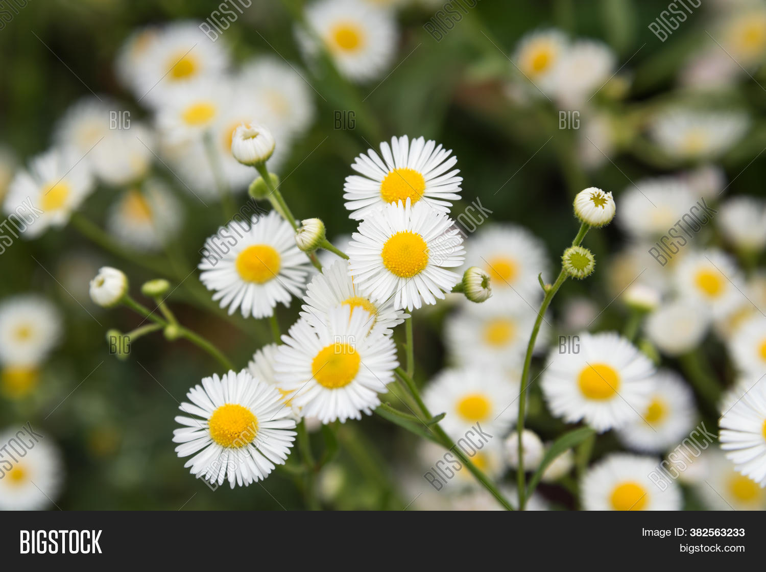 chamomile, 																					camomile, 																					flower, 																					daisy, 																					summer, 																					field, 																					blossom, 																					day, 																					floral, 																					green, 																					nature, 																					plant, 																					yellow, 																					spring, 																					bright, 																					meadow, 																					white, 																					season, 																					landscape, 																					grass, 																					fresh, 																					herb, 																					idyllic, 																					natural, 																					rural, 																					sun, 																					garden, 																					lawn, 																					sunlight, 																					beautiful, 																					environment, 																					concept, 																					light, 																					view, 																					background, 																					blue, 																					ecology, 																					horizon, 																					agriculture, 																					foliage, 																					sunny, 																					plain, 																					growth, 																					farm, 																					clear, 																					flores, 																					color, 																					wildflower