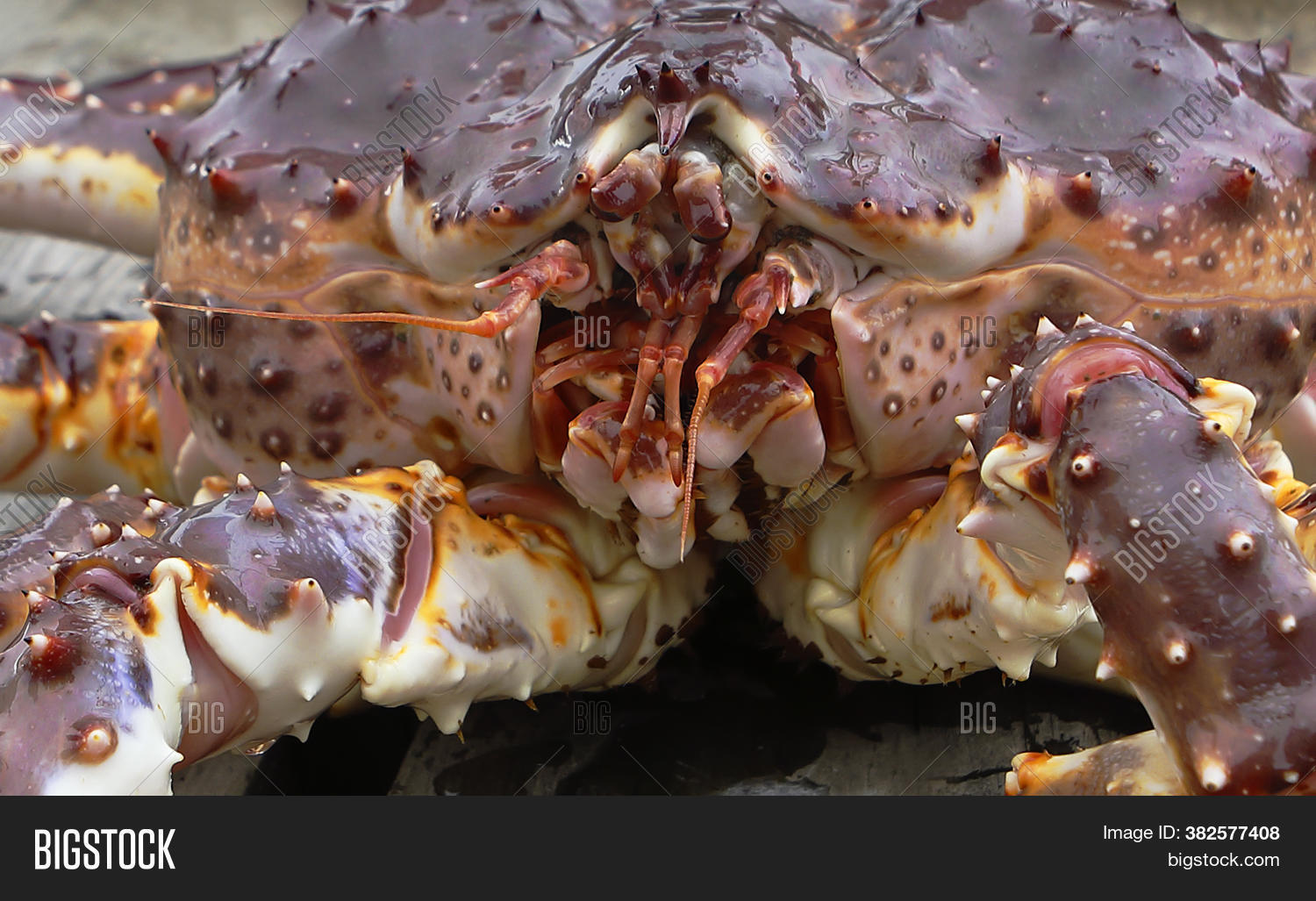face, 																					giant, 																					animal, 																					red, 																					big, 																					closeup, 																					japan, 																					king, 																					life, 																					nature, 																					food, 																					orange, 																					restaurant, 																					seafood, 																					water, 																					market, 																					alaska, 																					sea, 																					alaskan, 																					far, 																					wild, 																					up, 																					underwater, 																					scuba, 																					russia, 																					paralithodes, 																					camtschaticus, 																					east, 																					close, 																					ocean, 																					kamchatka, 																					fishery, 																					diving, 																					detail, 																					delicious, 																					monstrous, 																					crab, 																					large, 																					crustacean, 																					marine, 																					fresh, 																					background, 																					healthy, 																					asian, 																					finnmark, 																					norway