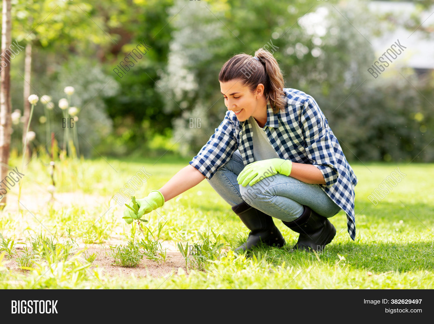 adult, 																					beautiful, 																					bio, 																					concept, 																					eco, 																					female, 																					flower, 																					flowerbed, 																					garden, 																					gardener, 																					gardening, 																					glove, 																					grass, 																					happy, 																					hobby, 																					home, 																					horticulture, 																					lifestyle, 																					natural, 																					nature, 																					ornamental, 																					outdoors, 																					person, 																					plant, 																					pot, 																					rural, 																					smiling, 																					suburban, 																					summer, 																					weed, 																					weeding, 																					woman, 																					working, 																					young
