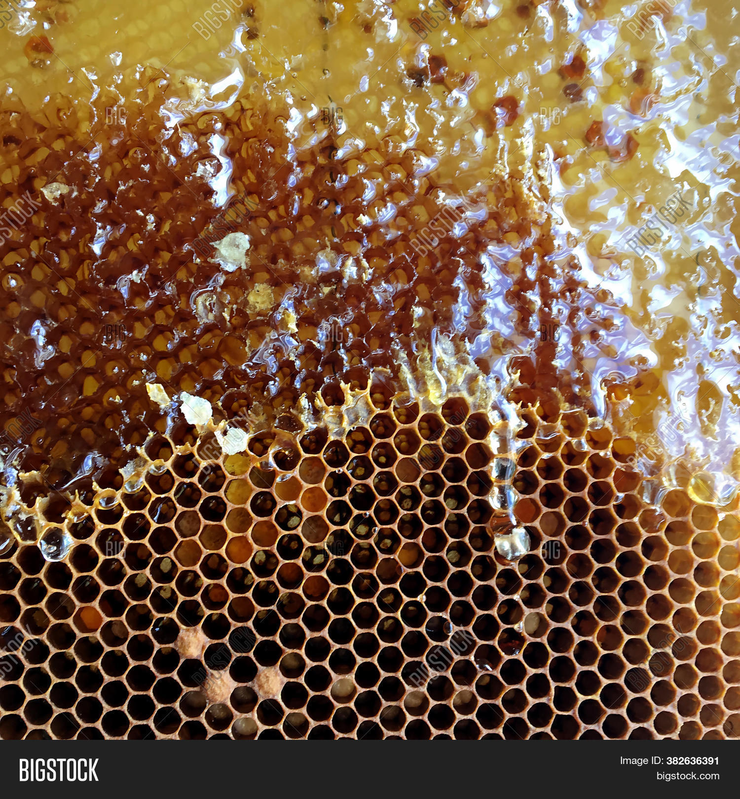 honeycomb, 																					honey, 																					bee, 																					sweet, 																					food, 																					sticky, 																					natural, 																					drip, 																					drop, 																					liquid, 																					health, 																					candy, 																					raw, 																					tasty, 																					flavor, 																					soft, 																					drain, 																					density, 																					thickness, 																					closeness, 																					solidity, 																					consistency, 																					hardness, 																					substance, 																					outflow, 																					flow, 																					flowing, 																					meal, 																					nutrition, 																					gummy, 																					yellow, 																					gold, 																					amber, 																					insect, 																					honeybee, 																					honeyed, 																					medicine, 																					apiculture, 																					beekeeping, 																					apiary, 																					wild, 																					polygon, 																					wax, 																					nectar, 																					propolis, 																					pollen, 																					comb, 																					beeswax, 																					hexagon, 																					cell