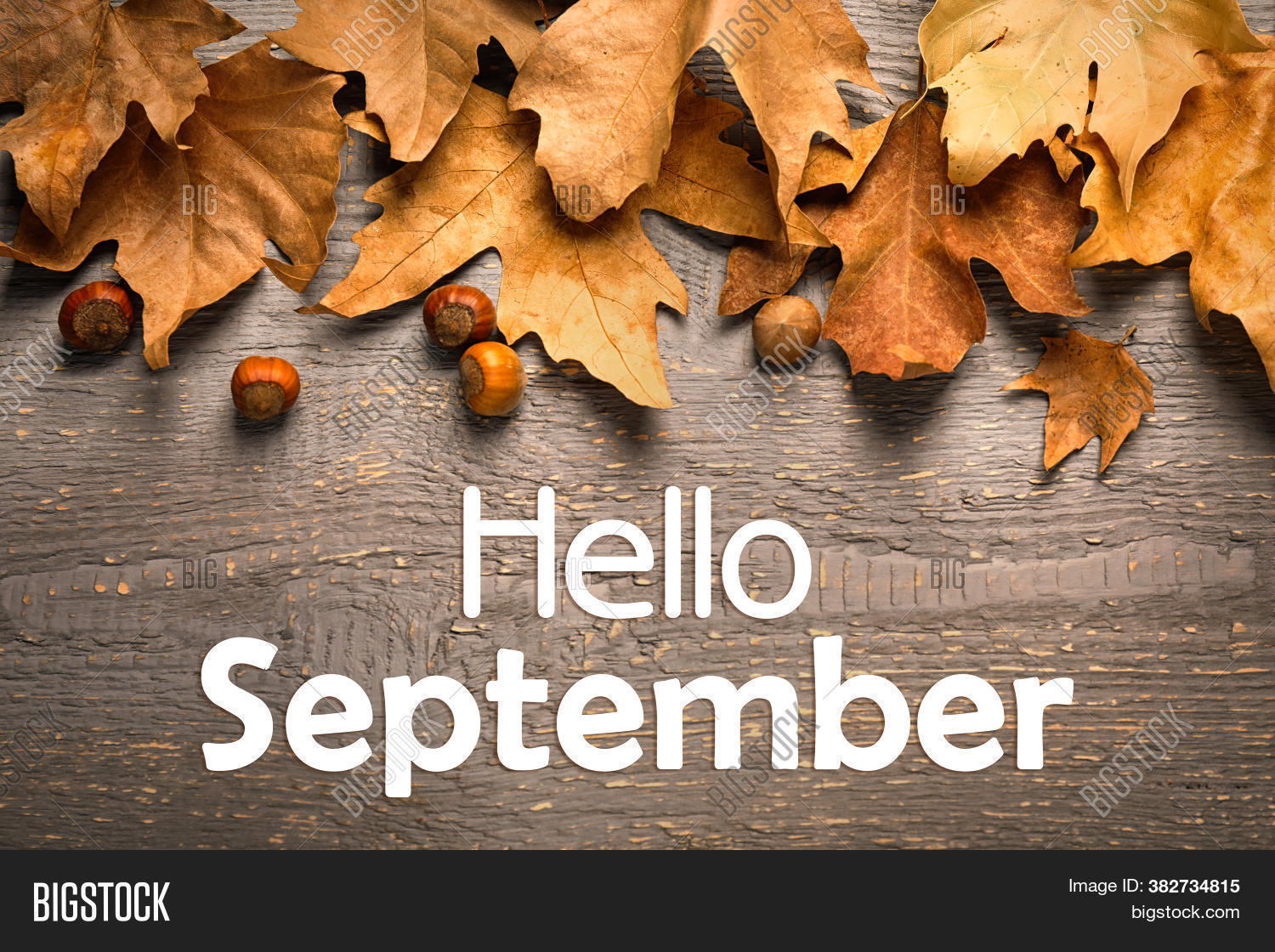 text, 																					font, 																					object, 																					background, 																					color, 																					september, 																					season, 																					seasonal, 																					top, 																					flat, 																					lay, 																					beautiful, 																					leaves, 																					wooden, 																					golden, 																					orange, 																					card, 																					autumn, 																					fall, 																					autumnal, 																					hello, 																					dry, 																					wallpaper, 																					design, 																					mood, 																					greeting, 																					brown, 																					holiday, 																					colorful, 																					flora, 																					forest, 																					leaf, 																					pattern, 																					plant, 																					view, 																					different, 																					bright, 																					decoration, 																					foliage, 																					hazelnut, 																					nature, 																					tree, 																					yellow, 																					beauty, 																					cozy, 																					floral, 																					group, 																					many