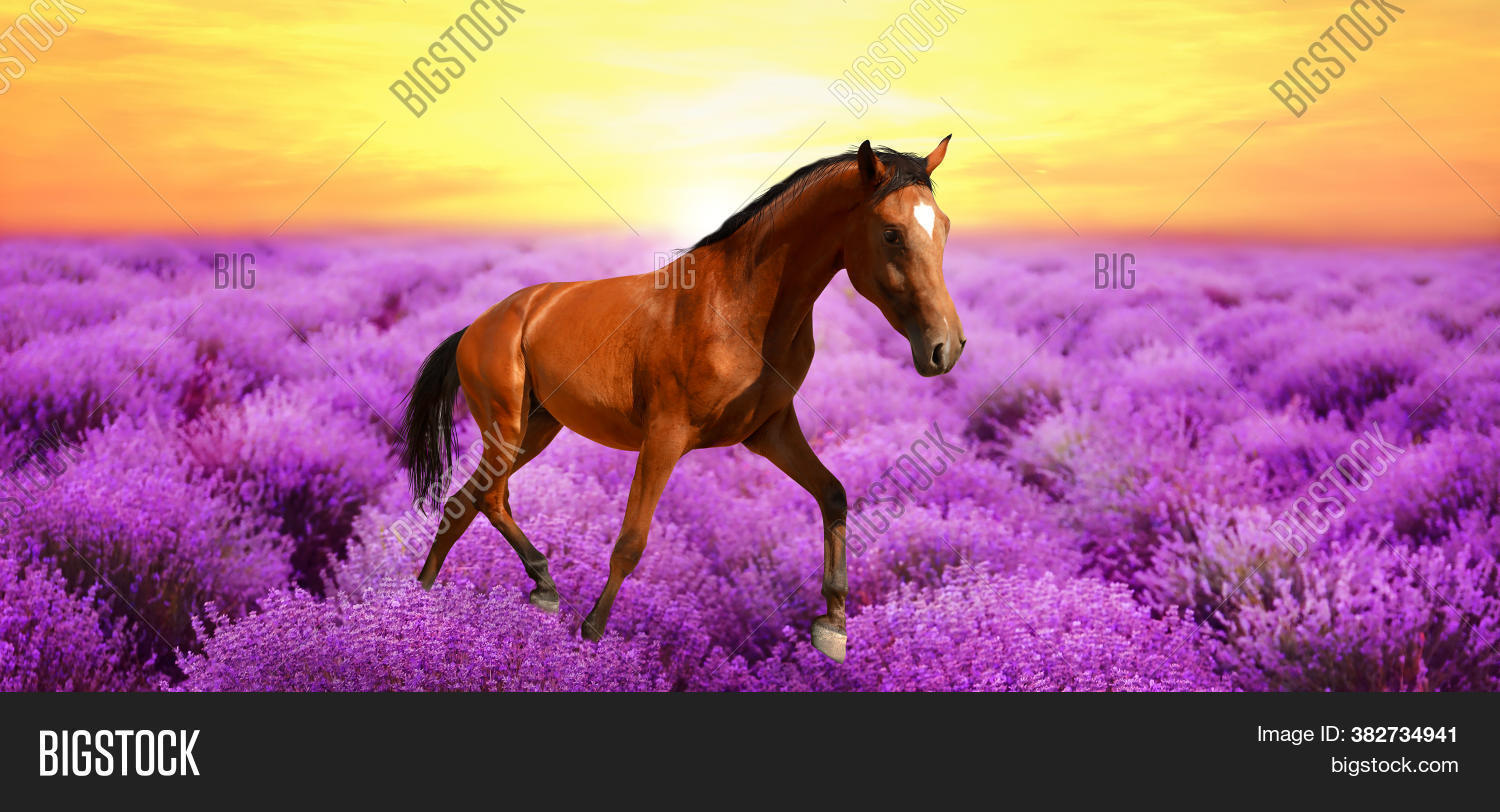 space, 																					shiny, 																					stallion, 																					blooming, 																					flora, 																					sky, 																					floral, 																					growth, 																					landscape, 																					horizon, 																					wild, 																					wilderness, 																					chestnut, 																					horse, 																					freedom, 																					mammal, 																					mane, 																					mare, 																					design, 																					field, 																					sunset, 																					running, 																					lavender, 																					banner, 																					portrait, 																					beautiful, 																					background, 																					animal, 																					flowers, 																					beauty, 																					breed, 																					color, 																					day, 																					domestic, 																					pet, 																					equine, 																					equestrian, 																					free, 																					nature, 																					outdoors, 																					meadow, 																					summer, 																					sunrise, 																					sunny, 																					spring, 																					cute, 																					thoroughbred, 																					bay, 																					farm, 																					morning
