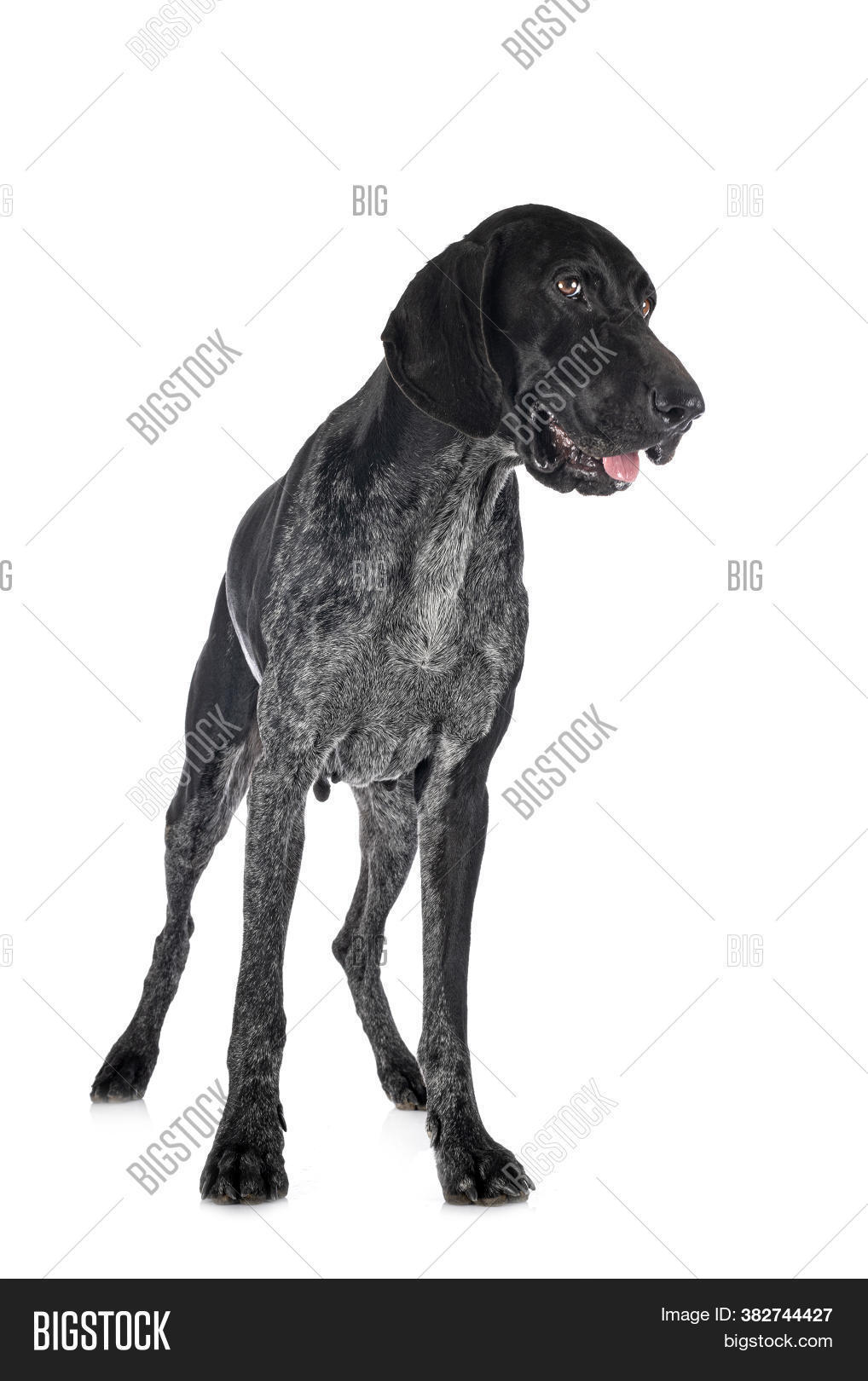 german, 																					Shorthaired, 																					pointer, 																					dog, 																					adult, 																					animal, 																					pet, 																					black, 																					gray, 																					hunting, 																					breed, 																					gun, 																					female, 																					large, 																					studio, 																					white, 																					background, 																					isolated